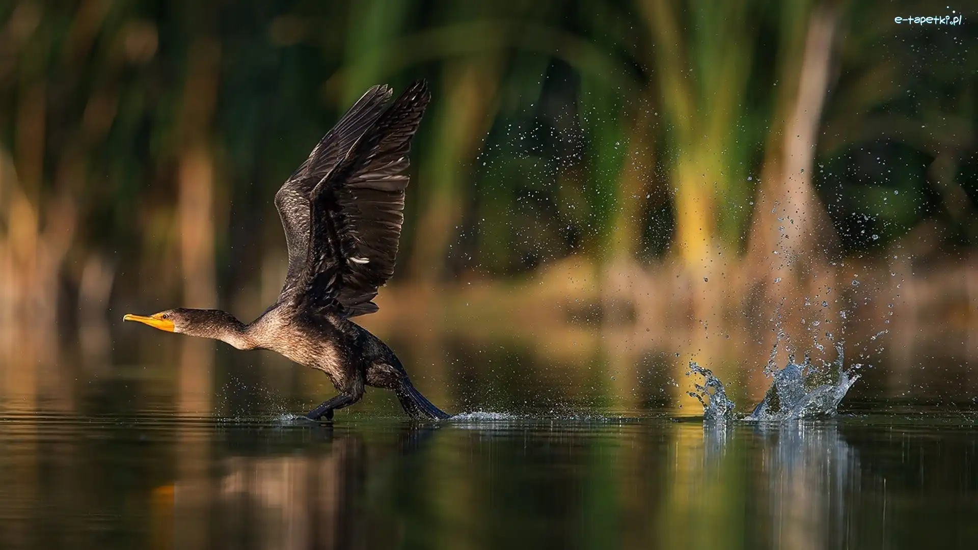 Kormoran, Jezioro