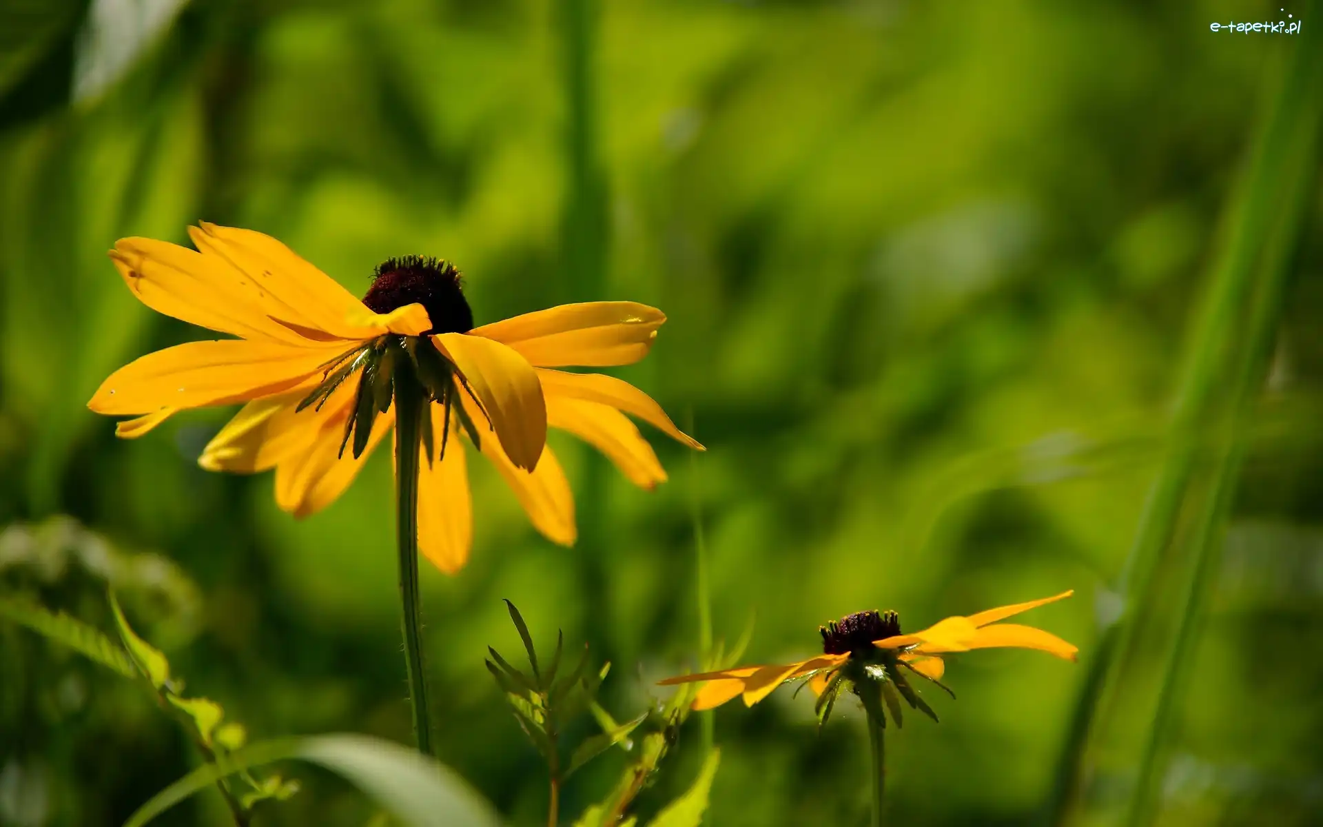 Rudbekia, Kwiaty, Żółte