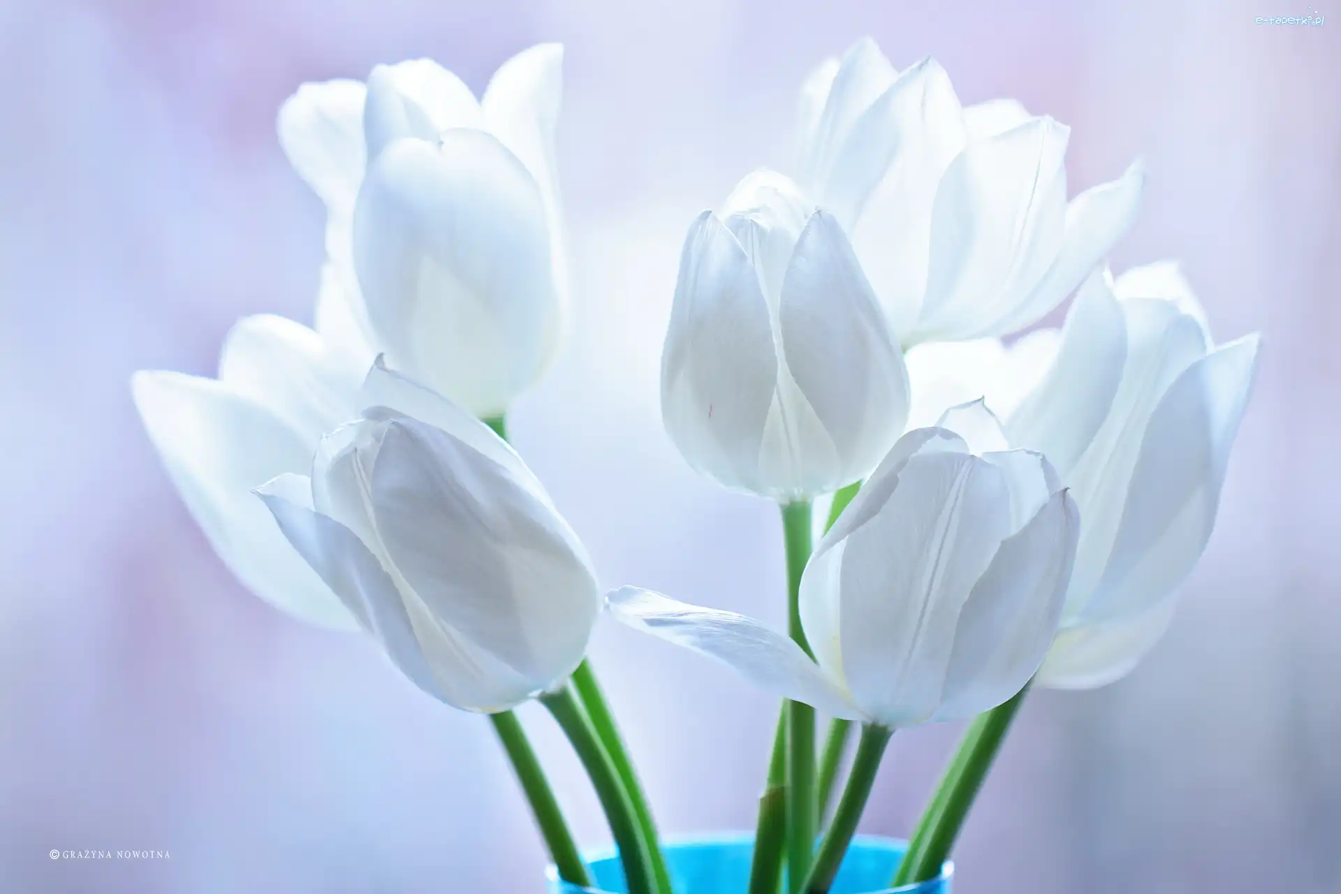 Kwiaty, Tulipany, Białe