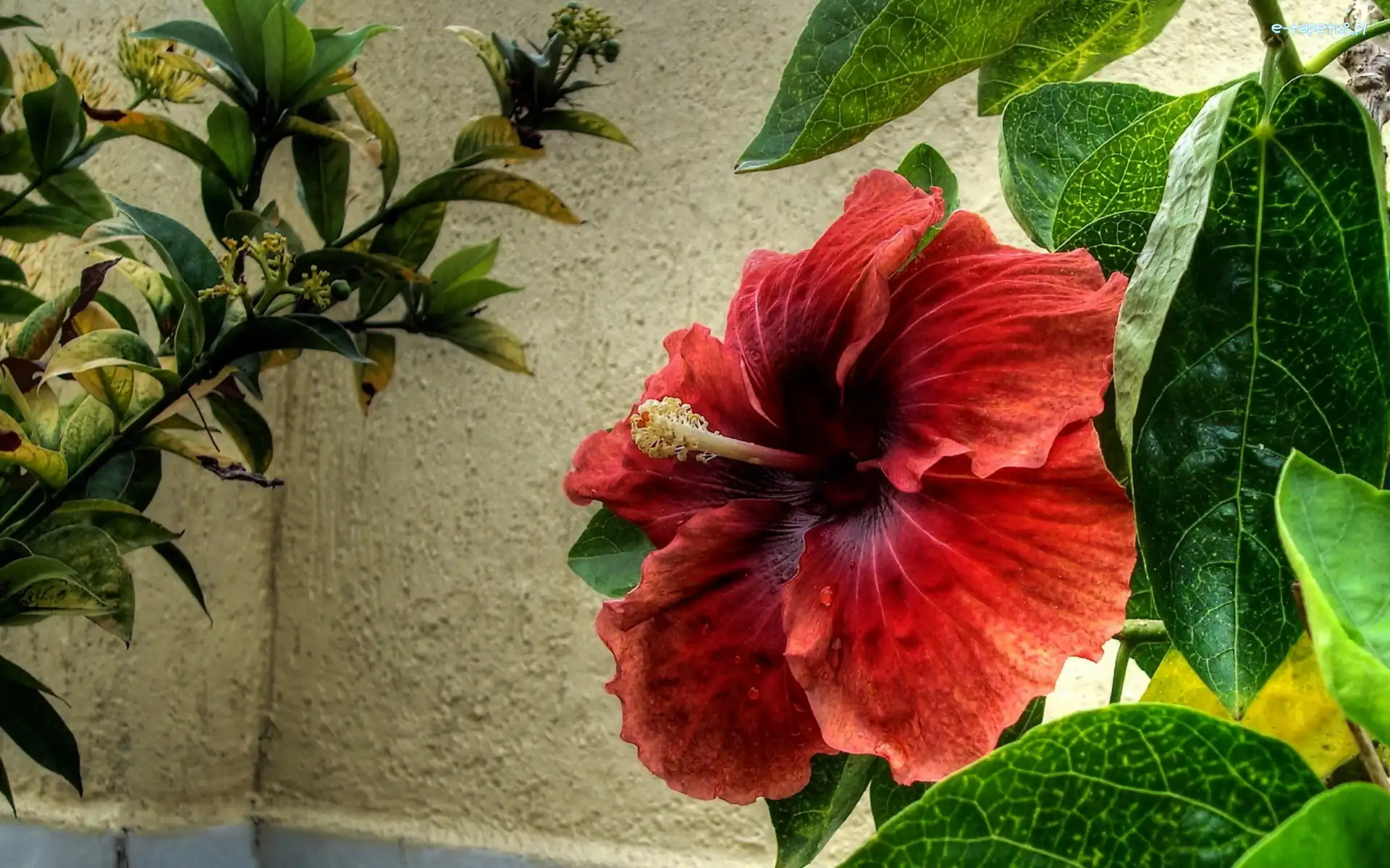 Hibiskus, Kwiat