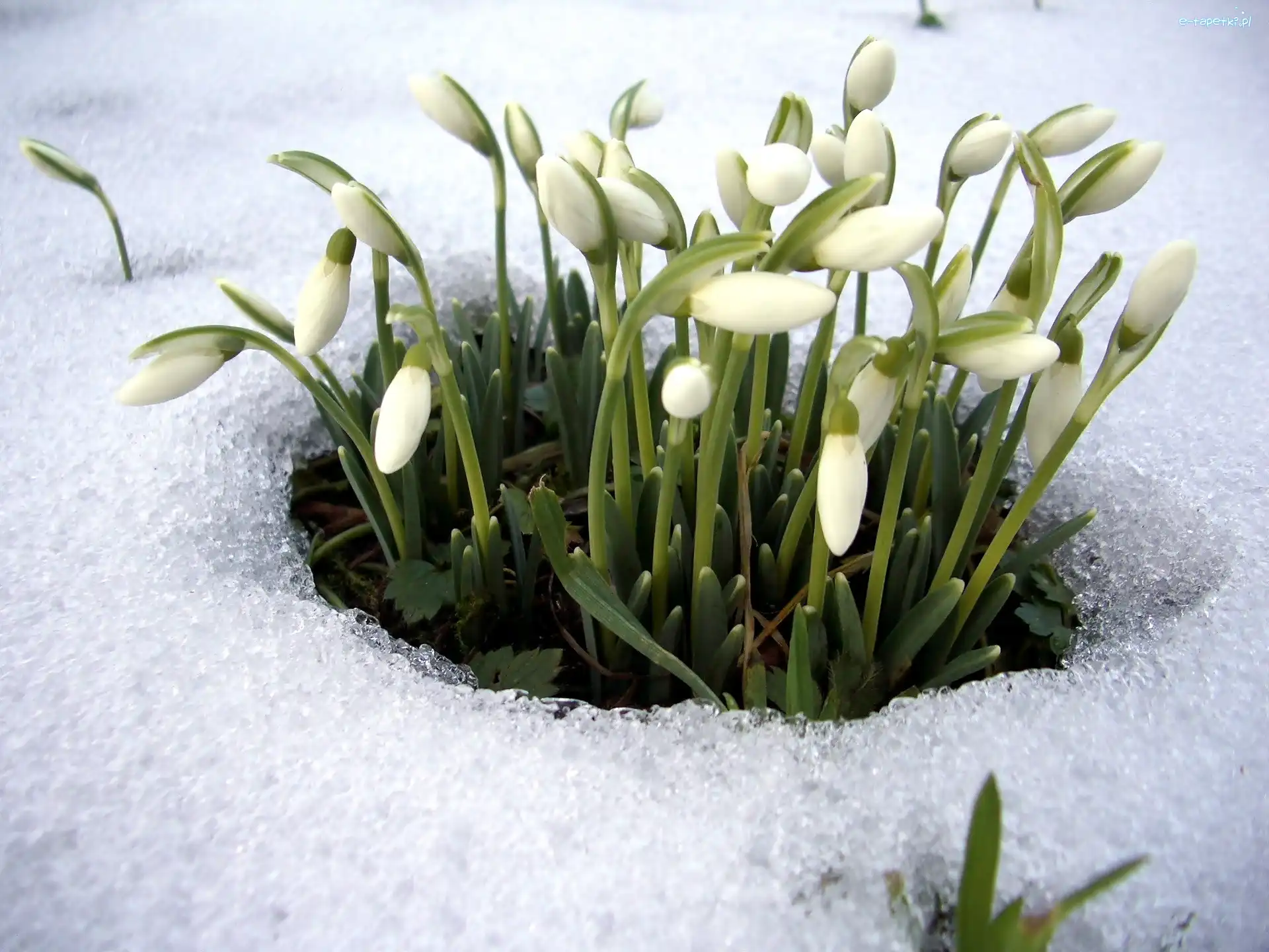 Śnieg, Przebiśniegi