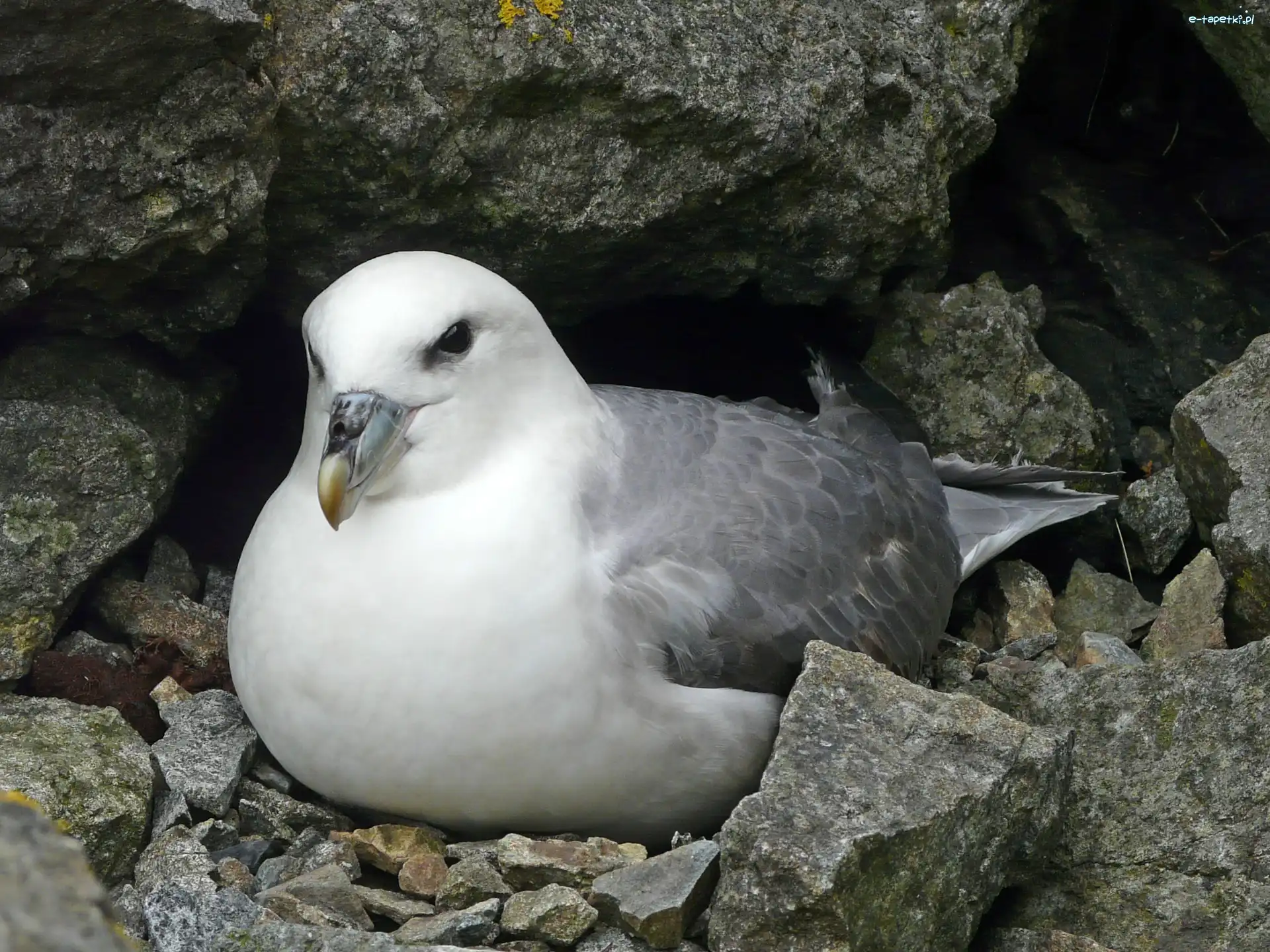 Skała, Fulmar, Ptak