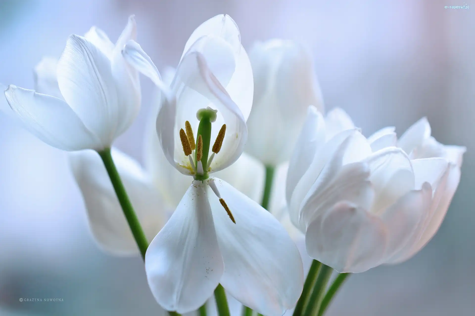 Tulipany, Płatki, Kwiaty, Białe