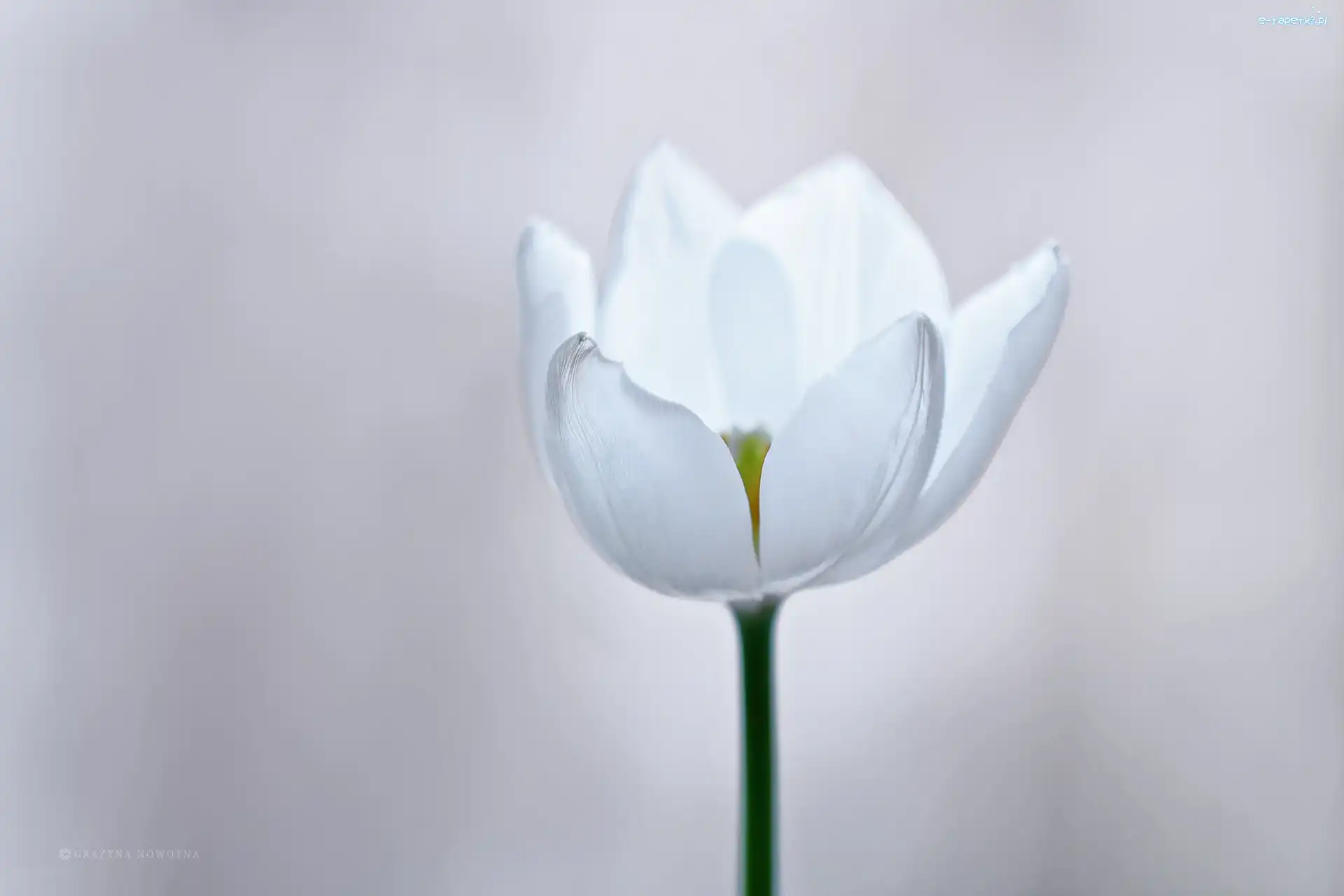 Kwiat, Tulipan, Biały