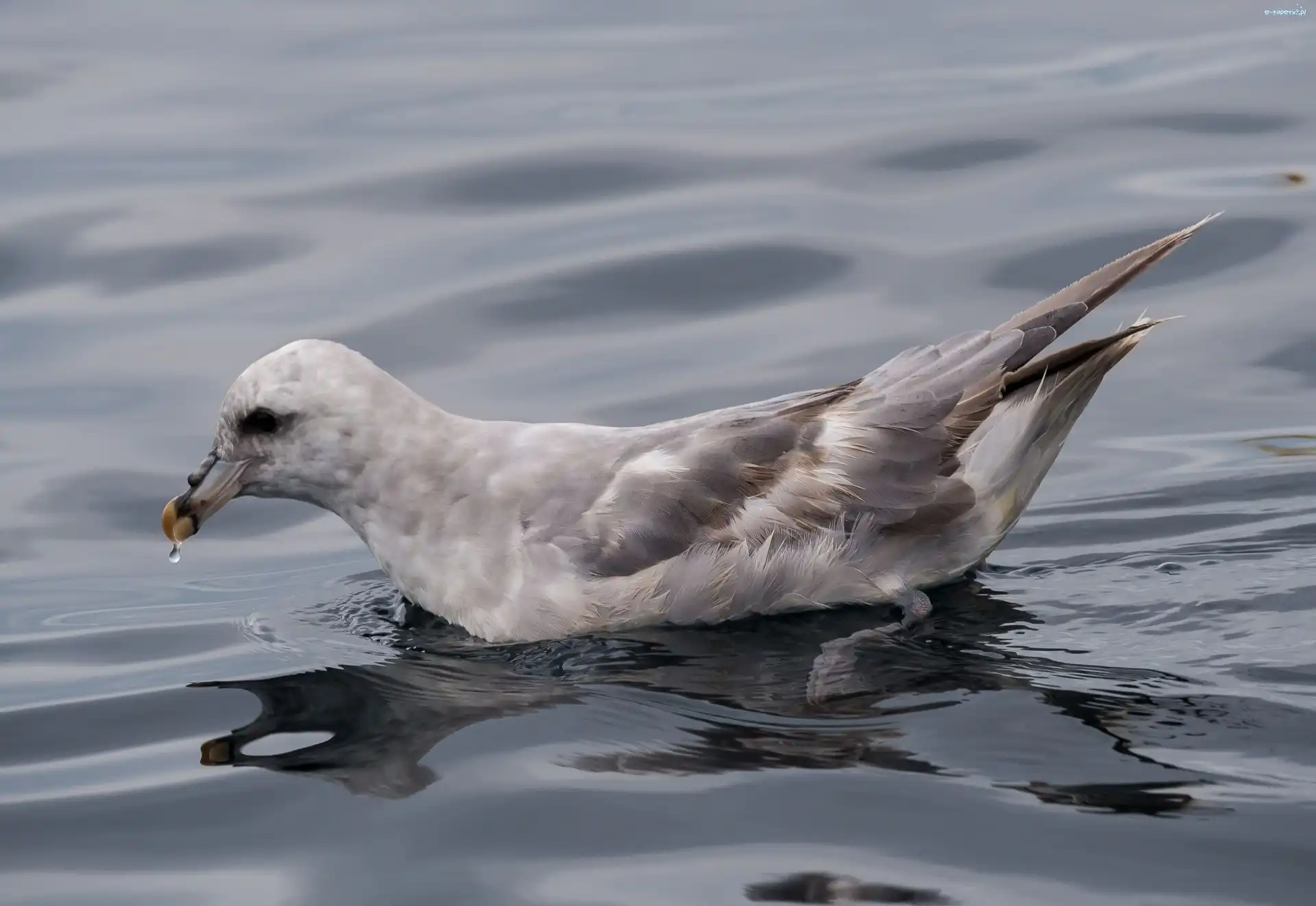 Ptak, Petrel, Dziób, Fale