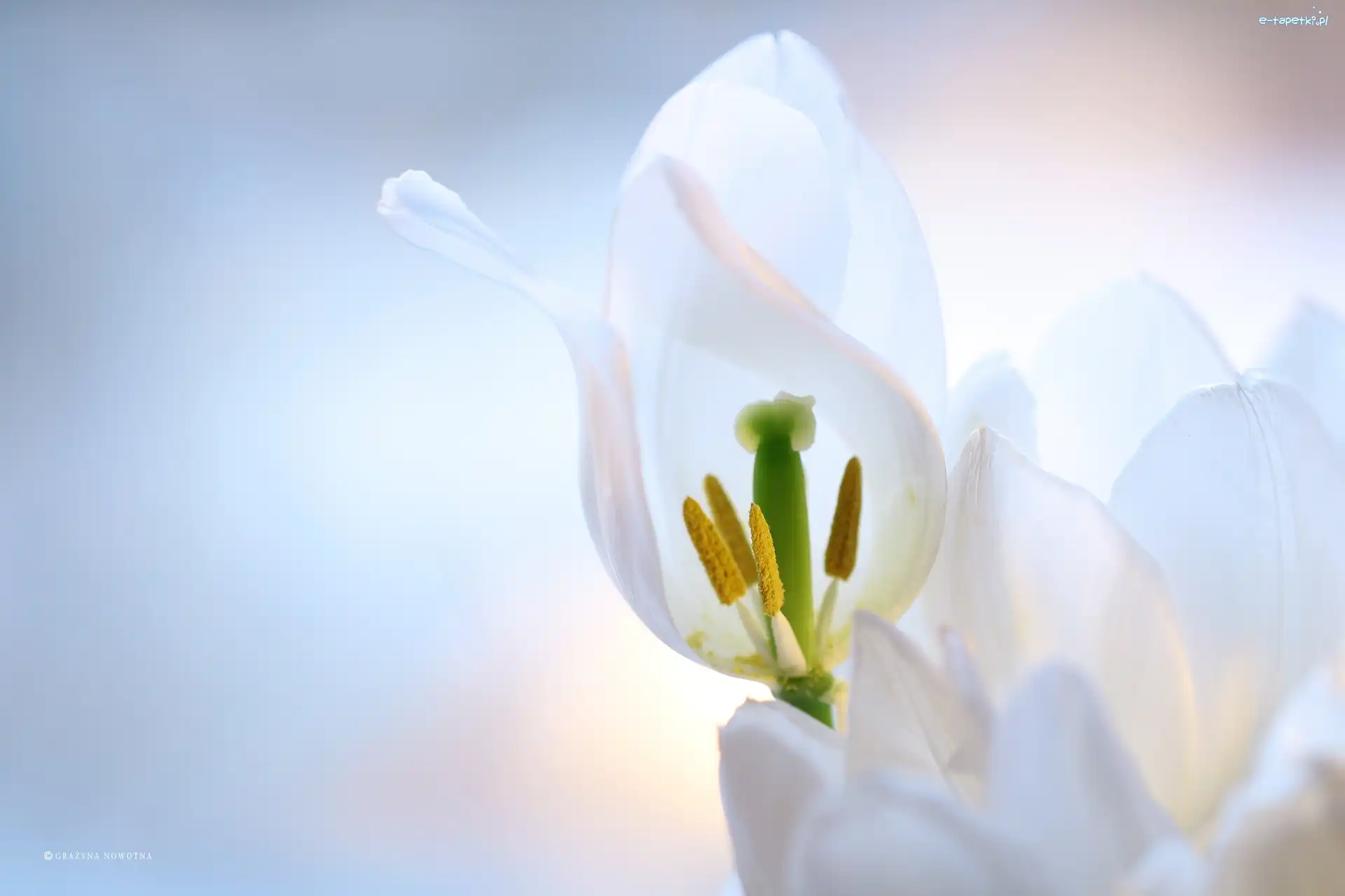 Tulipany, Kwiaty, Płatki, Białe