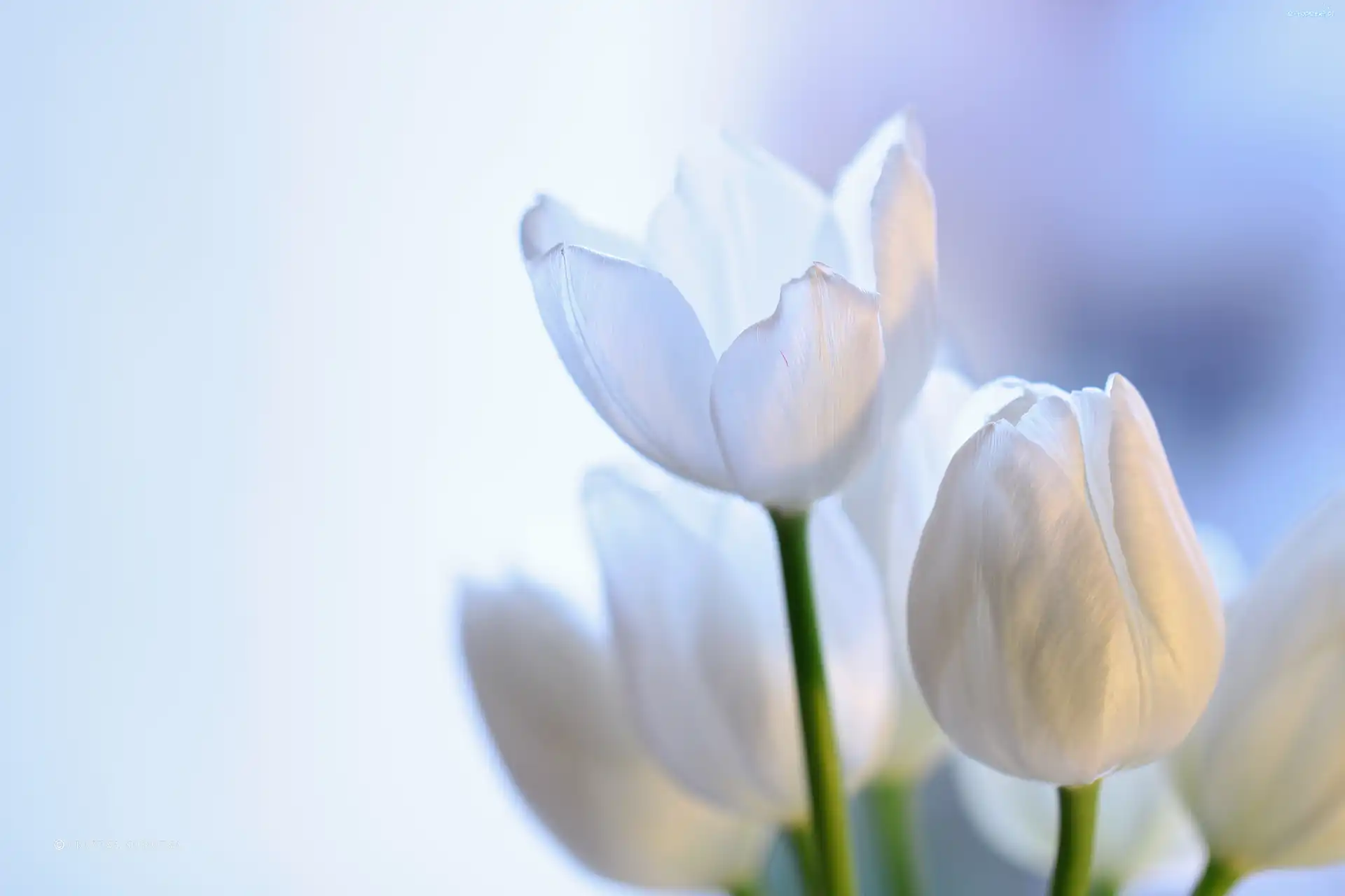 Kwiaty, Białe, Tulipany