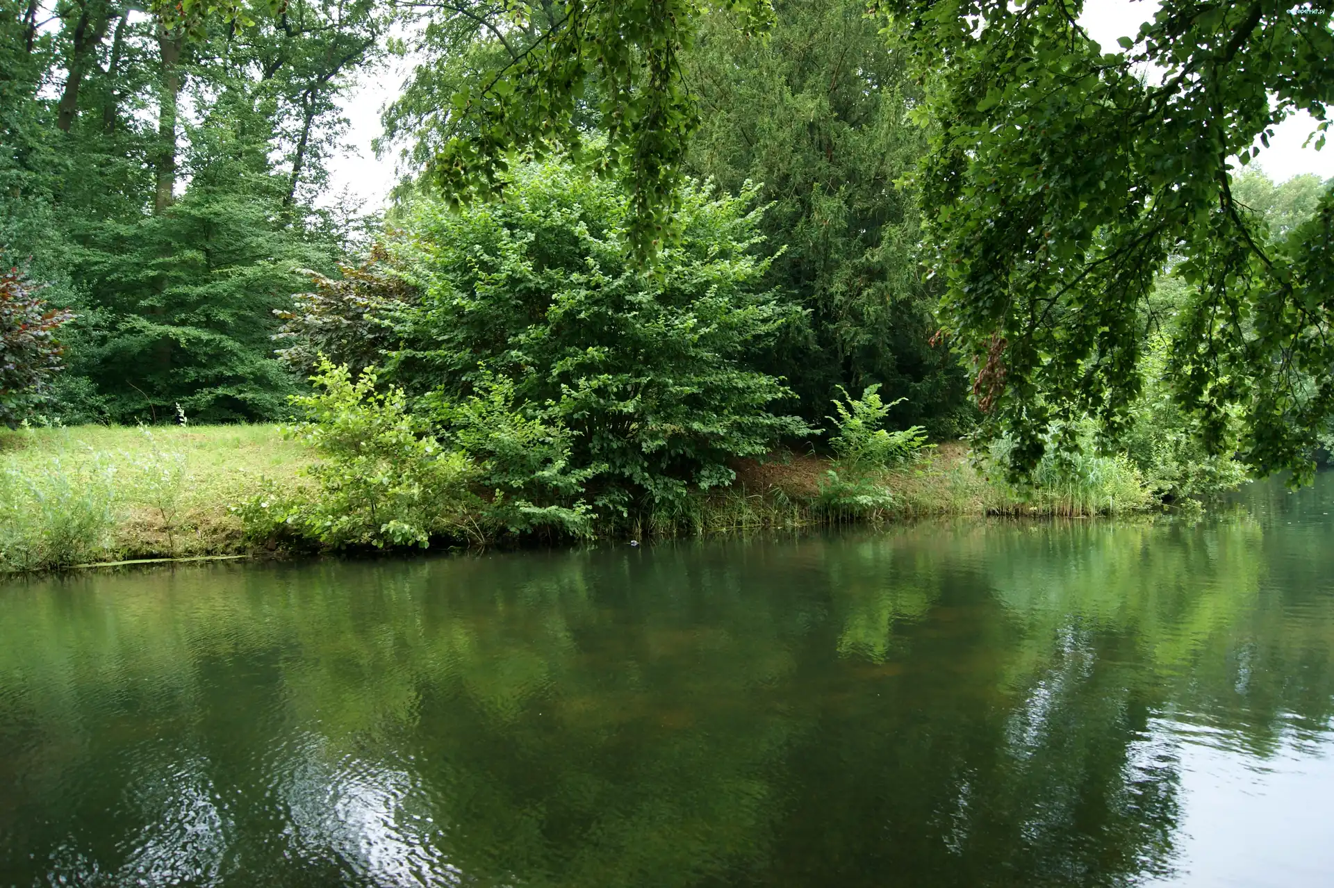 Staw, Drzewa, Park