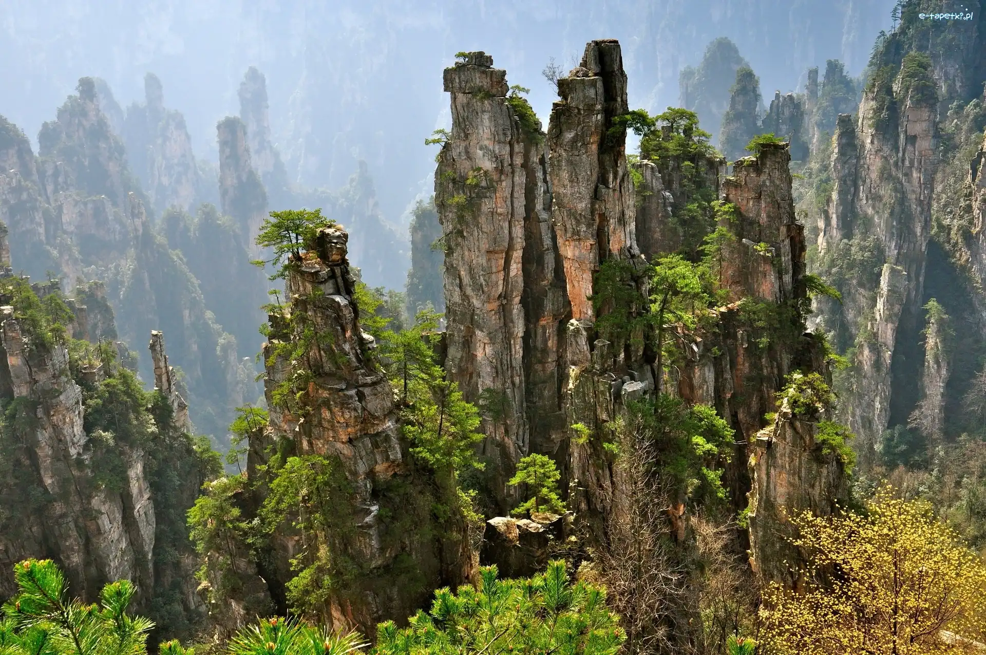 Krzewy, Drzewa, Skały