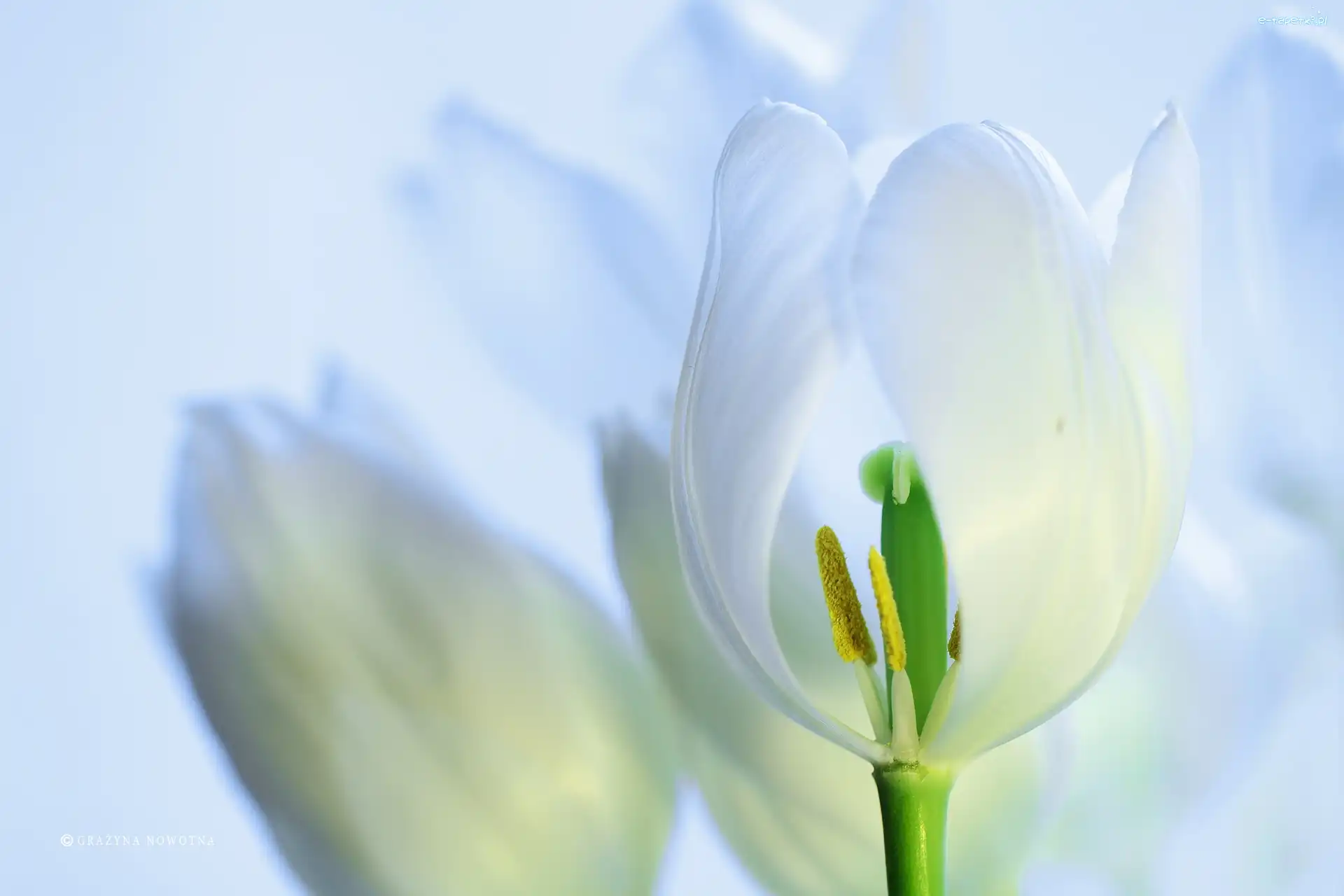 Tulipan, Kwiat, Pręciki, Biały