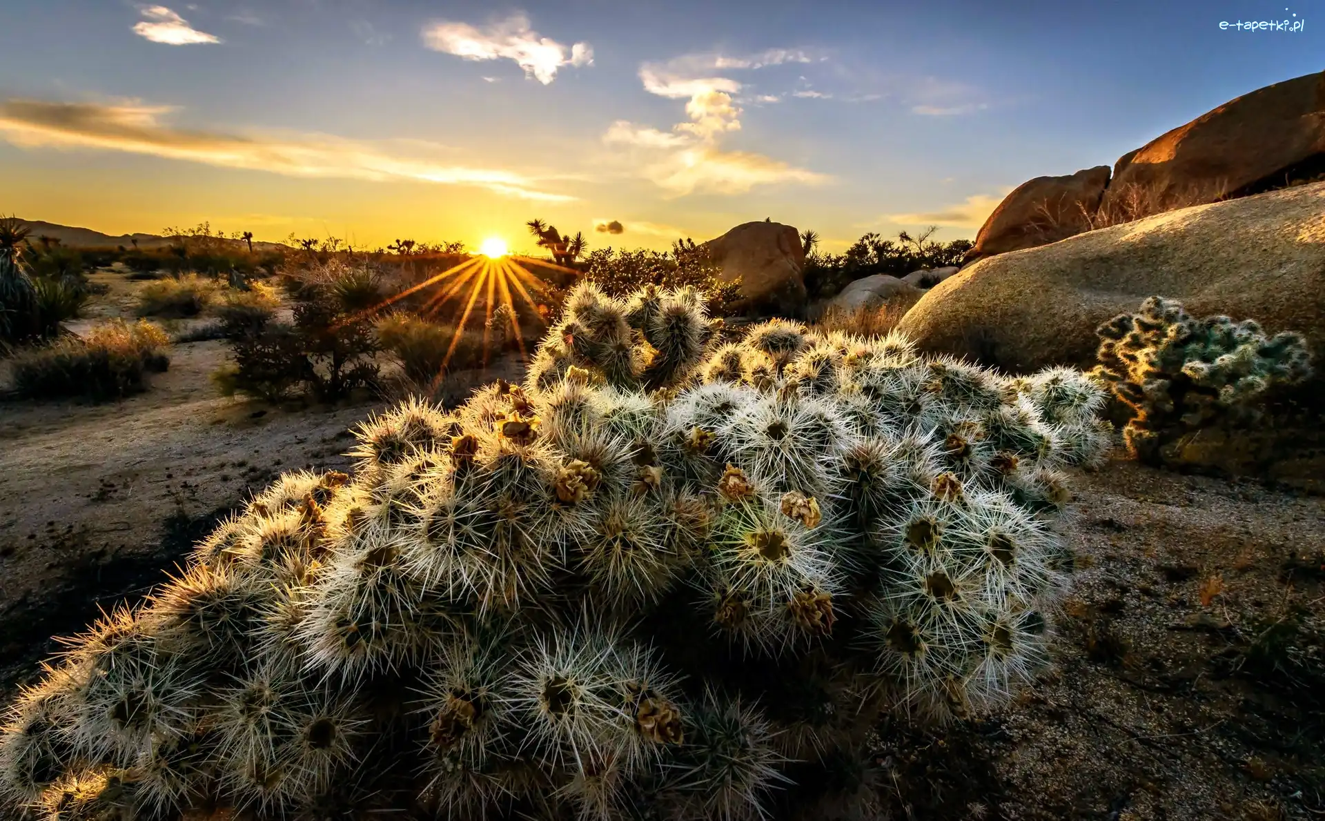 Kwitnące, Joshua Trees, Kalifornia, Kaktusy, Narodowy, Park