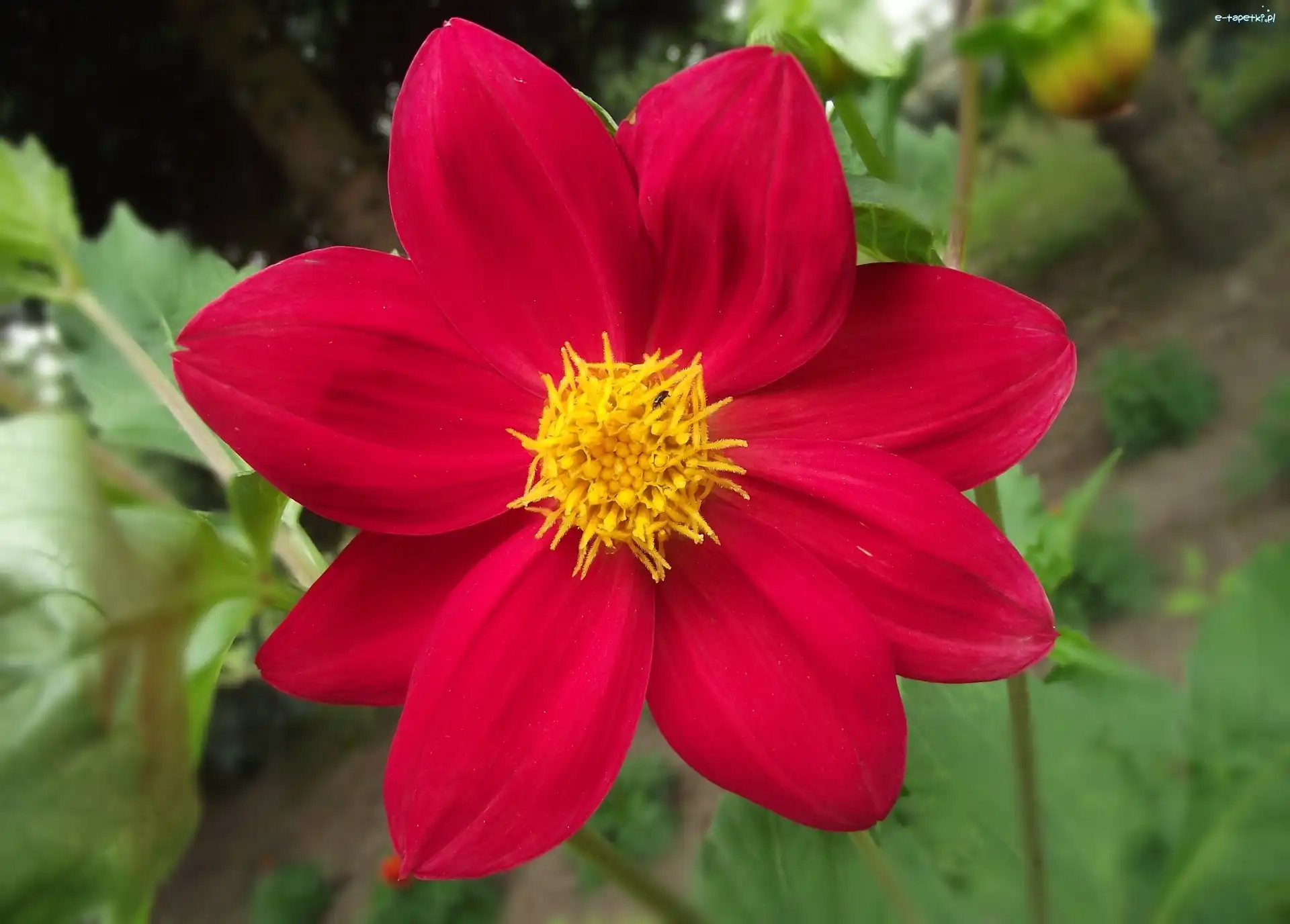 Dalia, Kwiat