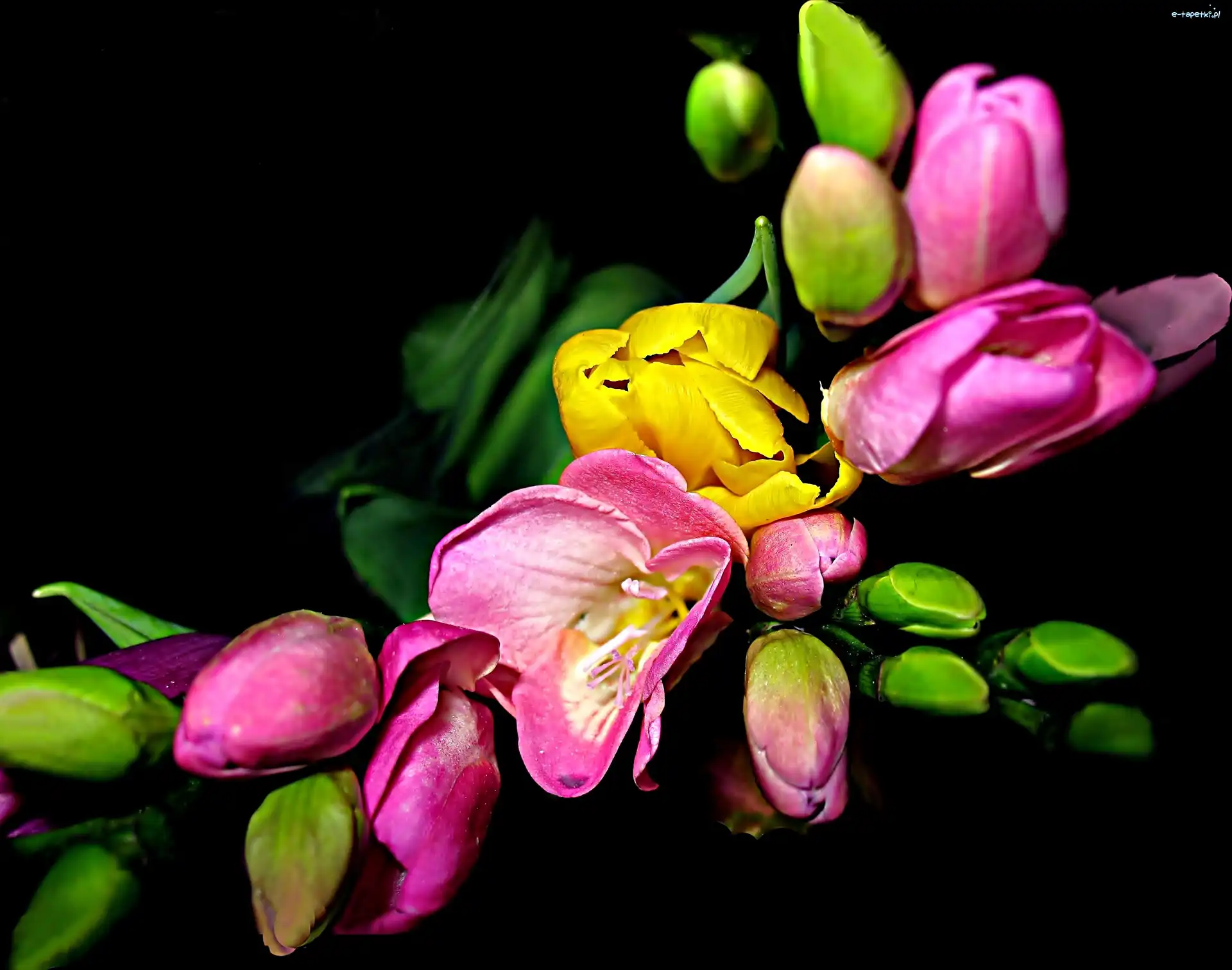 Kompozycja, Kwiaty, Tulipany