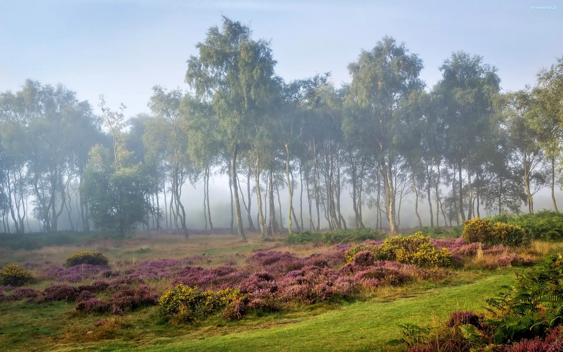 Brzozy, Drzewa, Obszar wyżynny Stanton Moor, Hrabstwo Derbyshire, Anglia, Świt, Mgła, Park Narodowy Peak District, Wrzosowisko