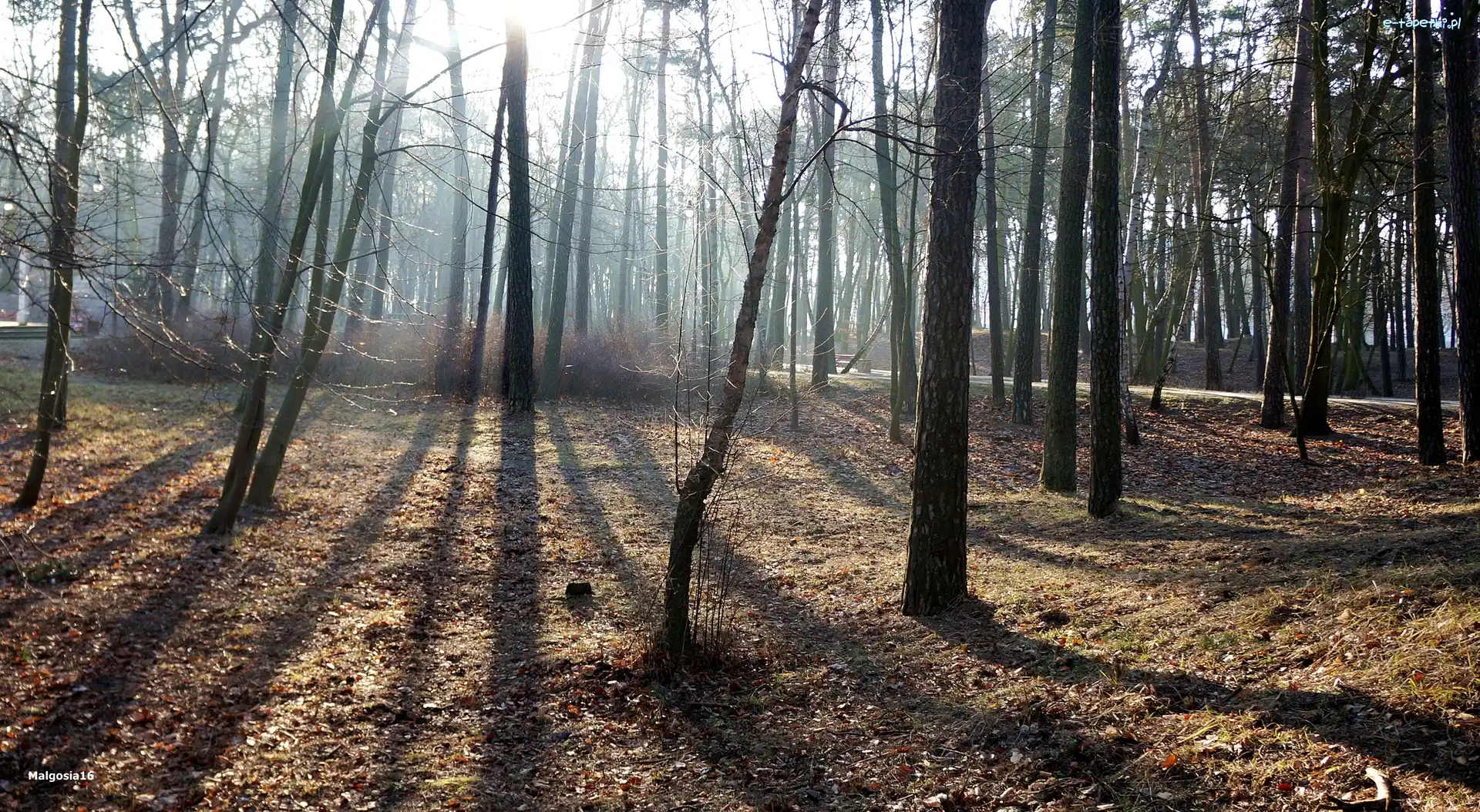 Przebijające Światło, Park, Drzewa