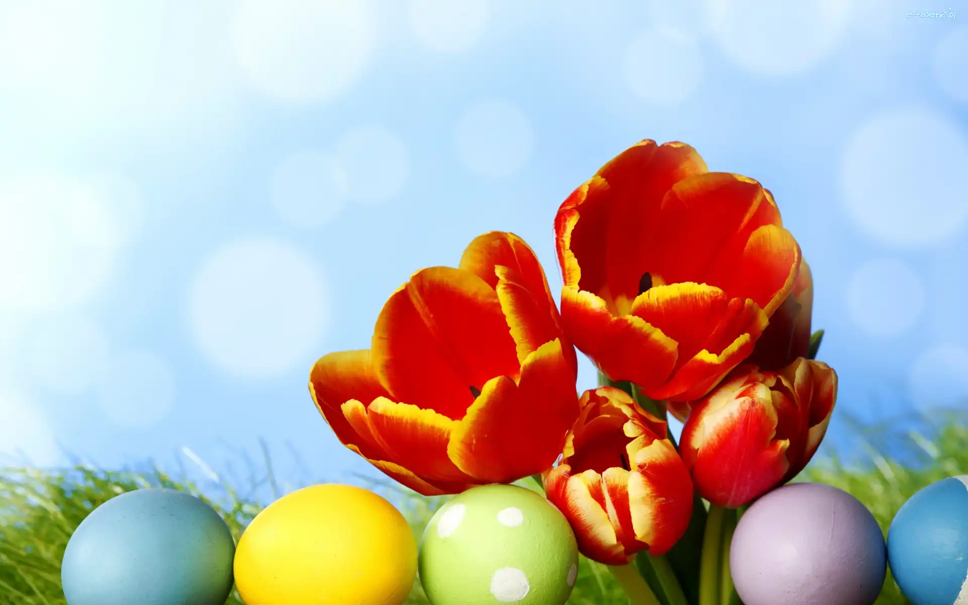 Tulipany, Kwiaty, Pisanki