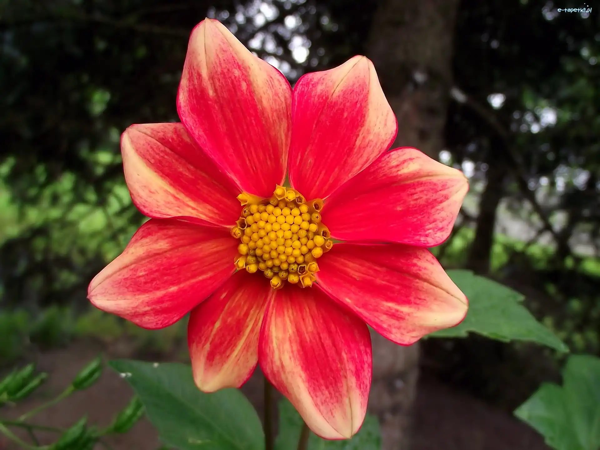 Dalia, Kwiat