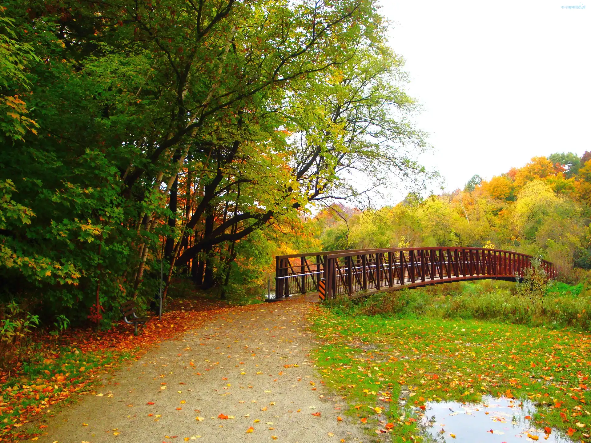 Drzewa, Park, Jesień, Etobicoke, Kanada, Droga, Most
