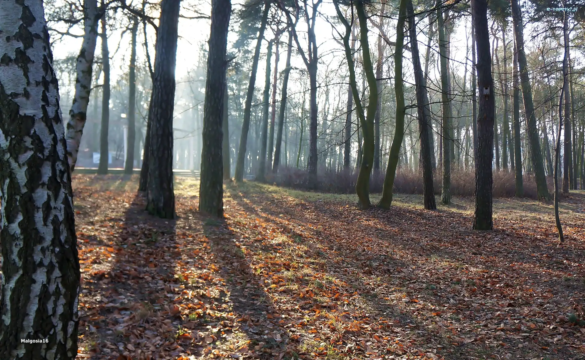 Przebijające Światło, Drzewa
