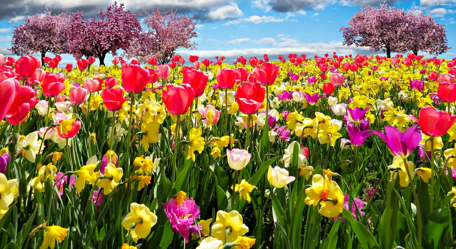 Żonkile, Wiosna, Drzewa Owocowe, Tulipany