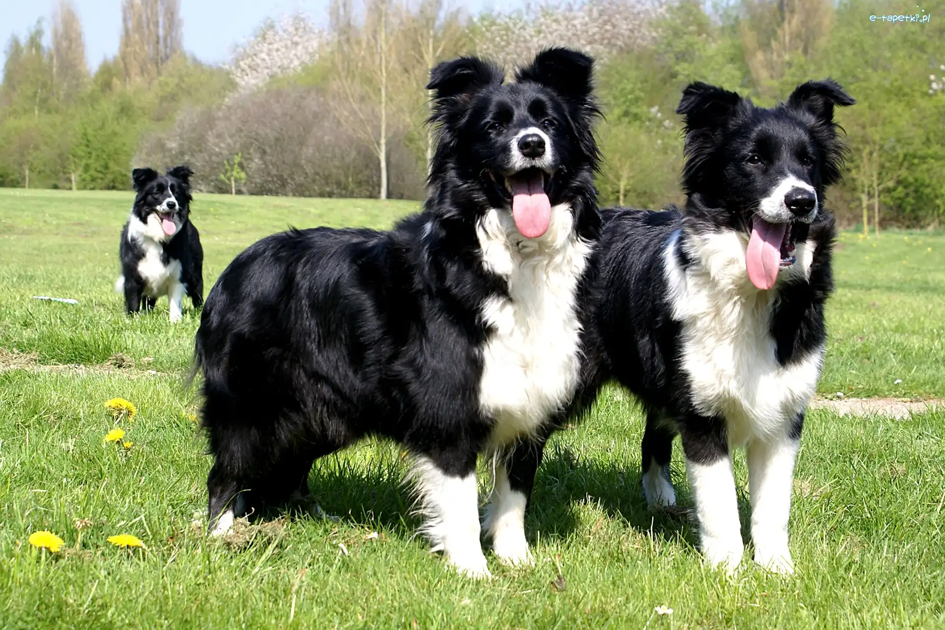 Border Collie, Psy, Trzy