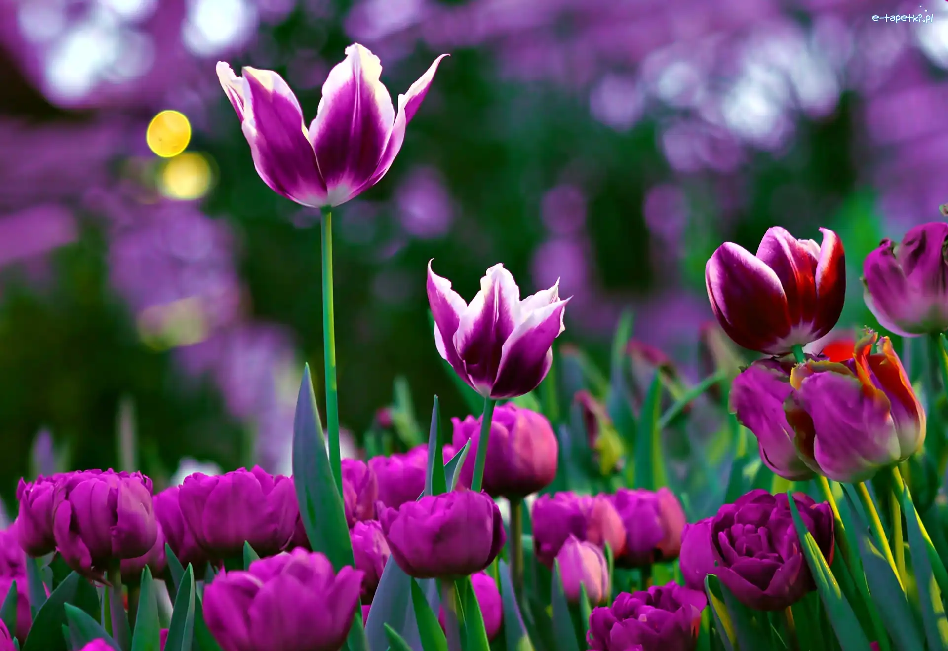 Makro, Tulipany, Fioletowe
