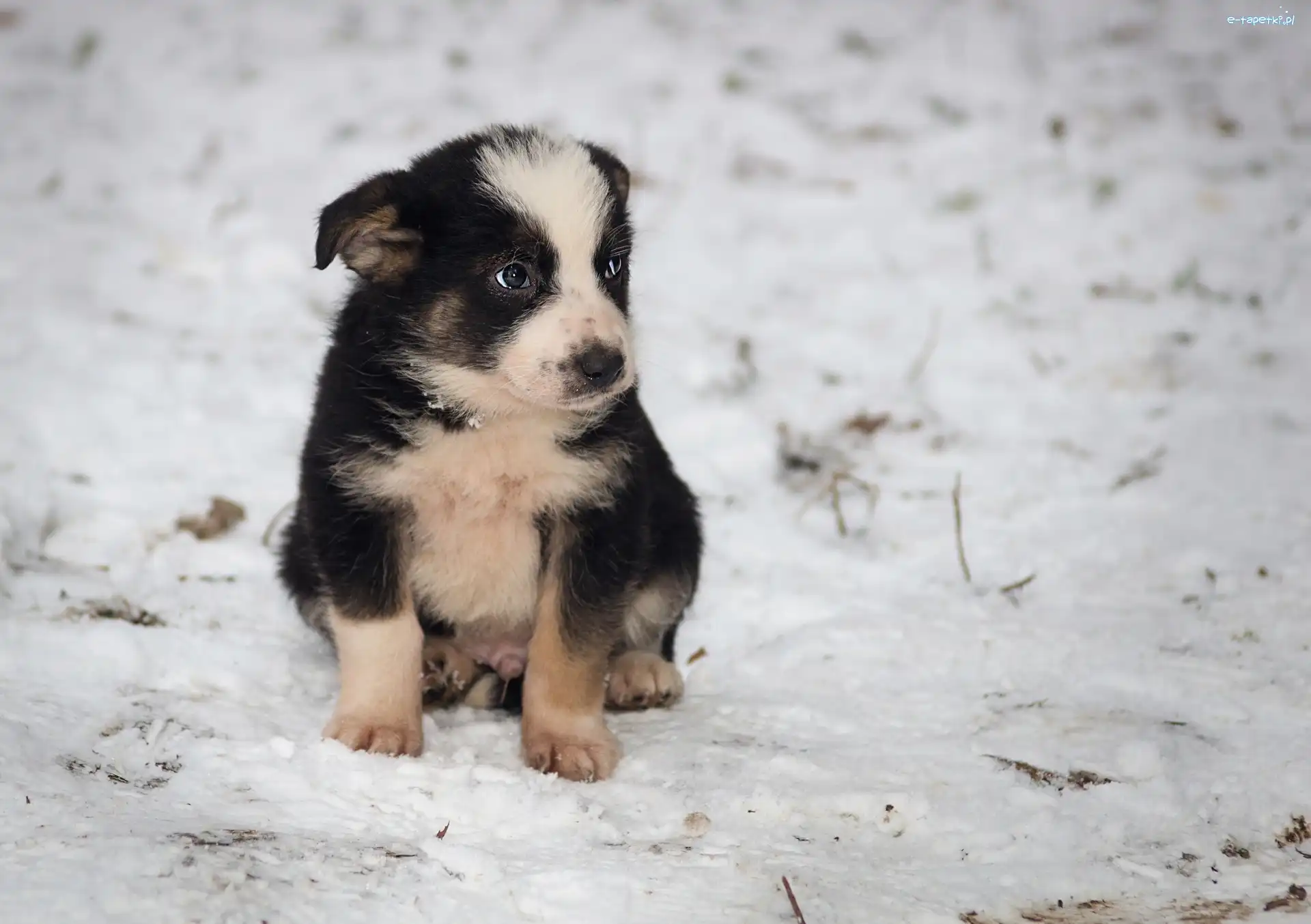 Szczeniak, Zima, Border Collie, Pies