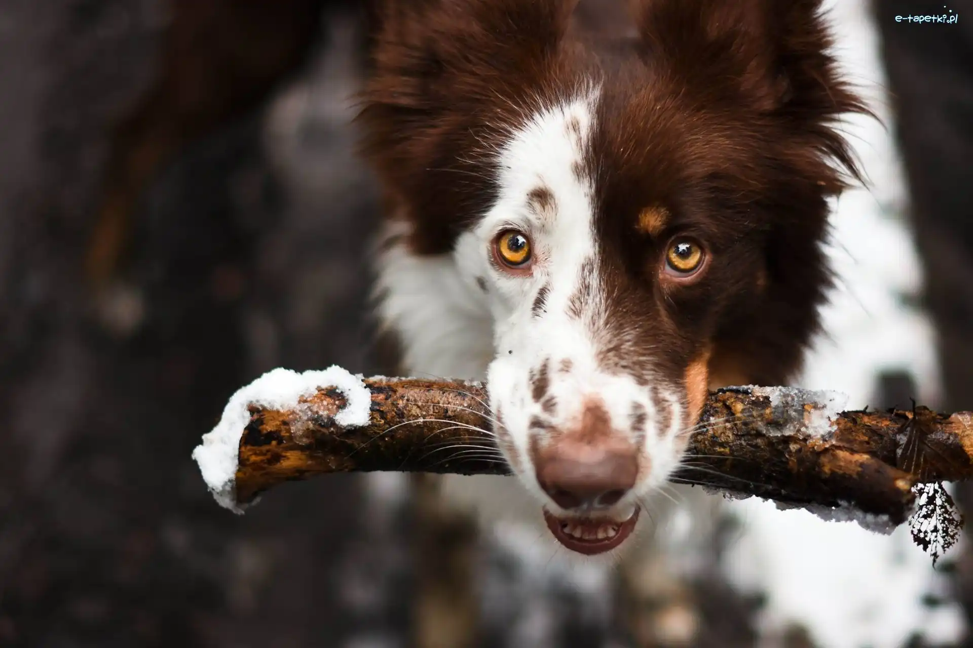 Patyk, Border Collie, Pies