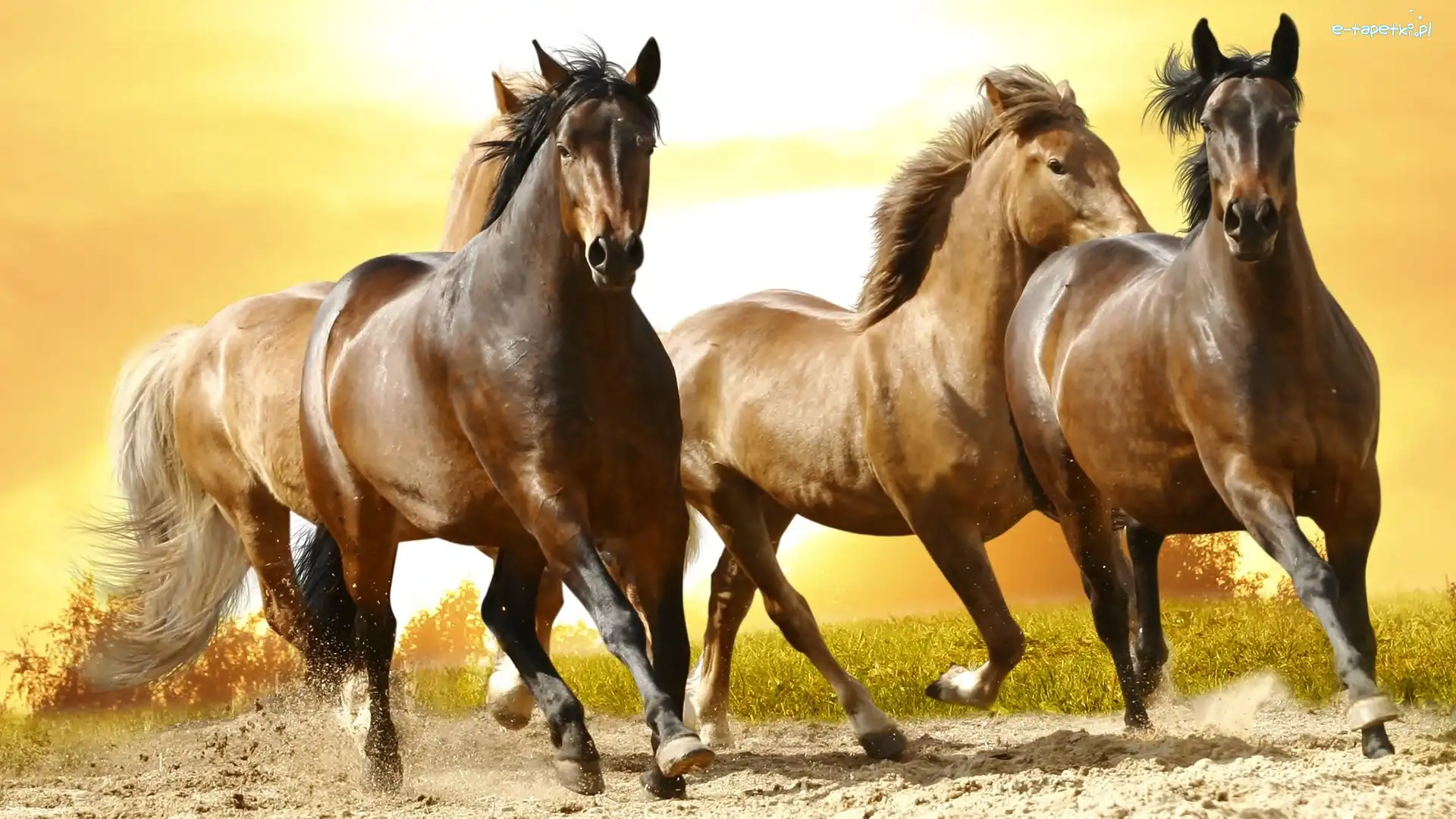 Konie, Droga, Galop, Dzikie