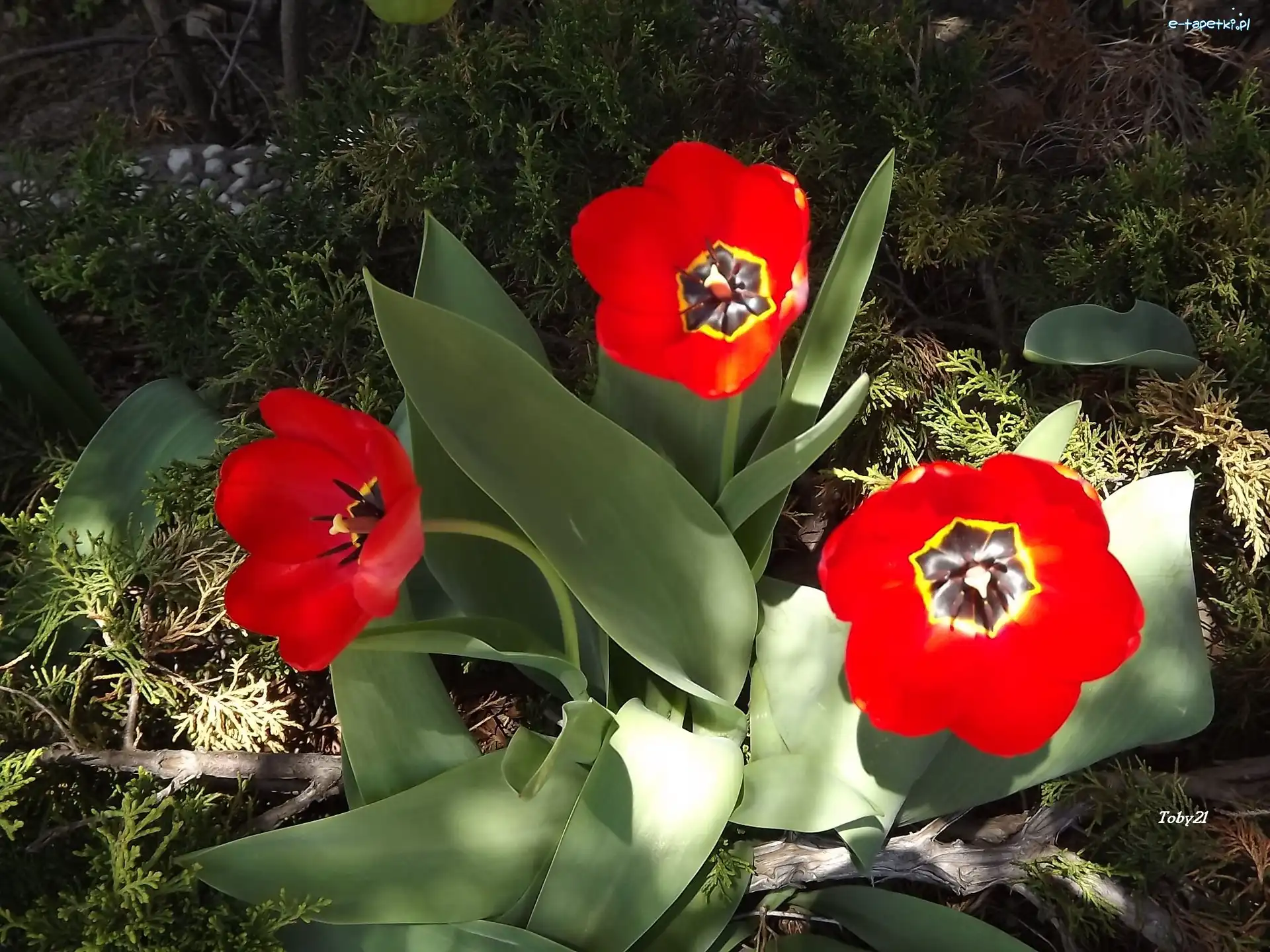 Czerwone, Tulipany, Kwiaty