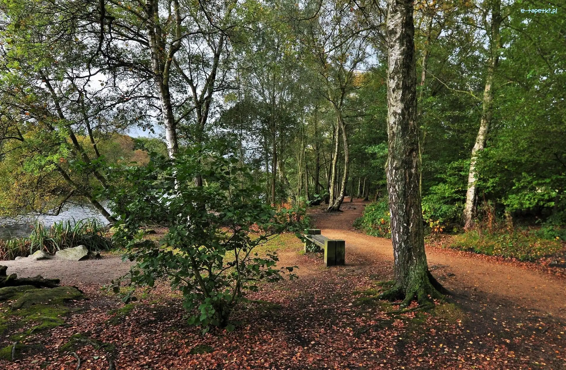 Droga, Ławka, Rzeczka, Park