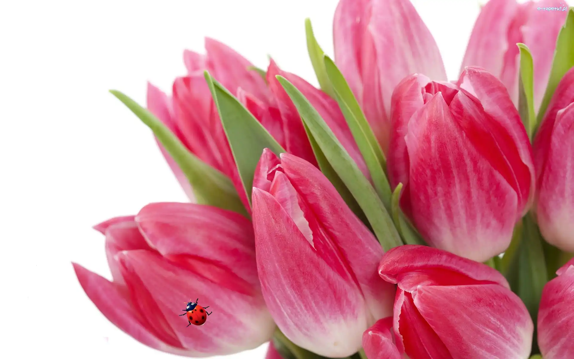 Biedronka, Tulipany