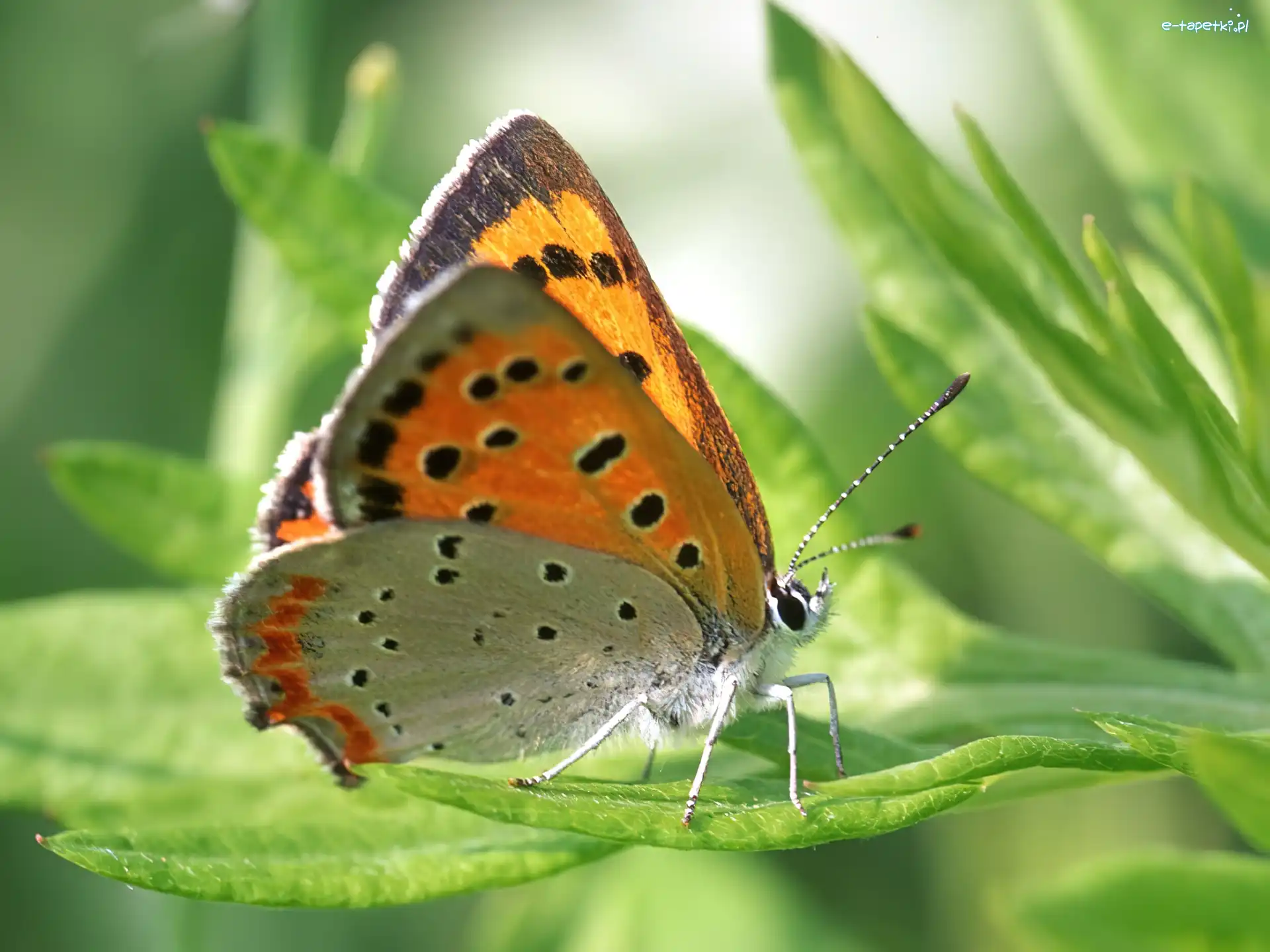 Modraszek, Motyl