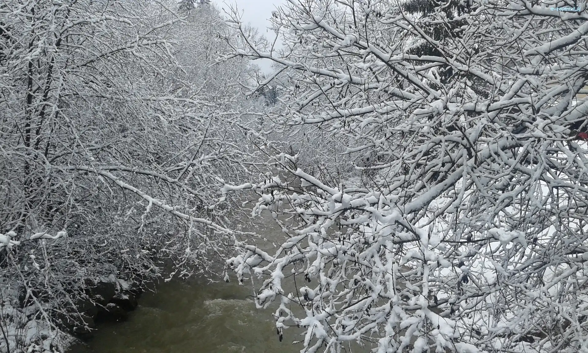 Drzewa, Zima