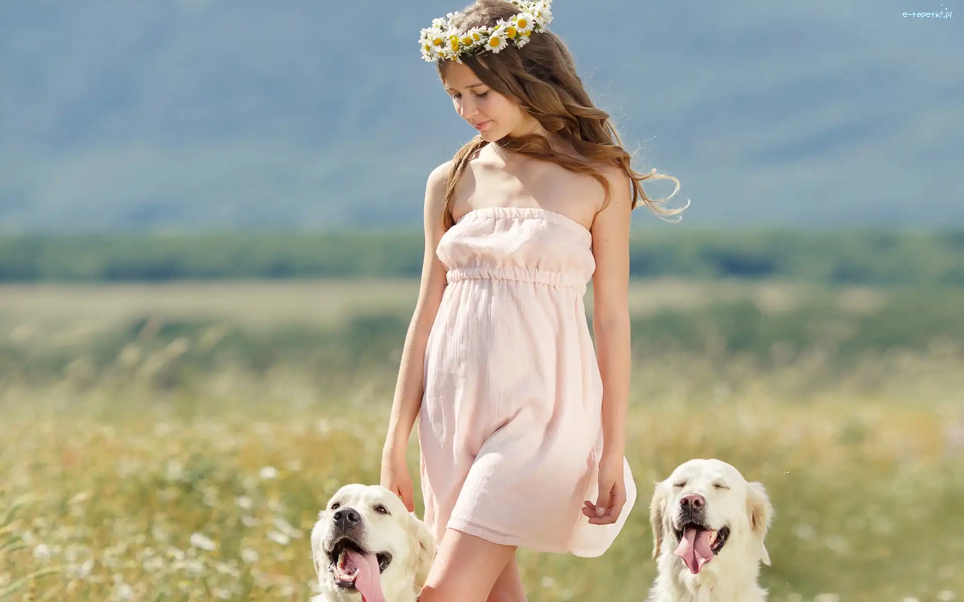 Psy, Łąka, Lato, Golden Retriever, Wianek, Dziewczyna