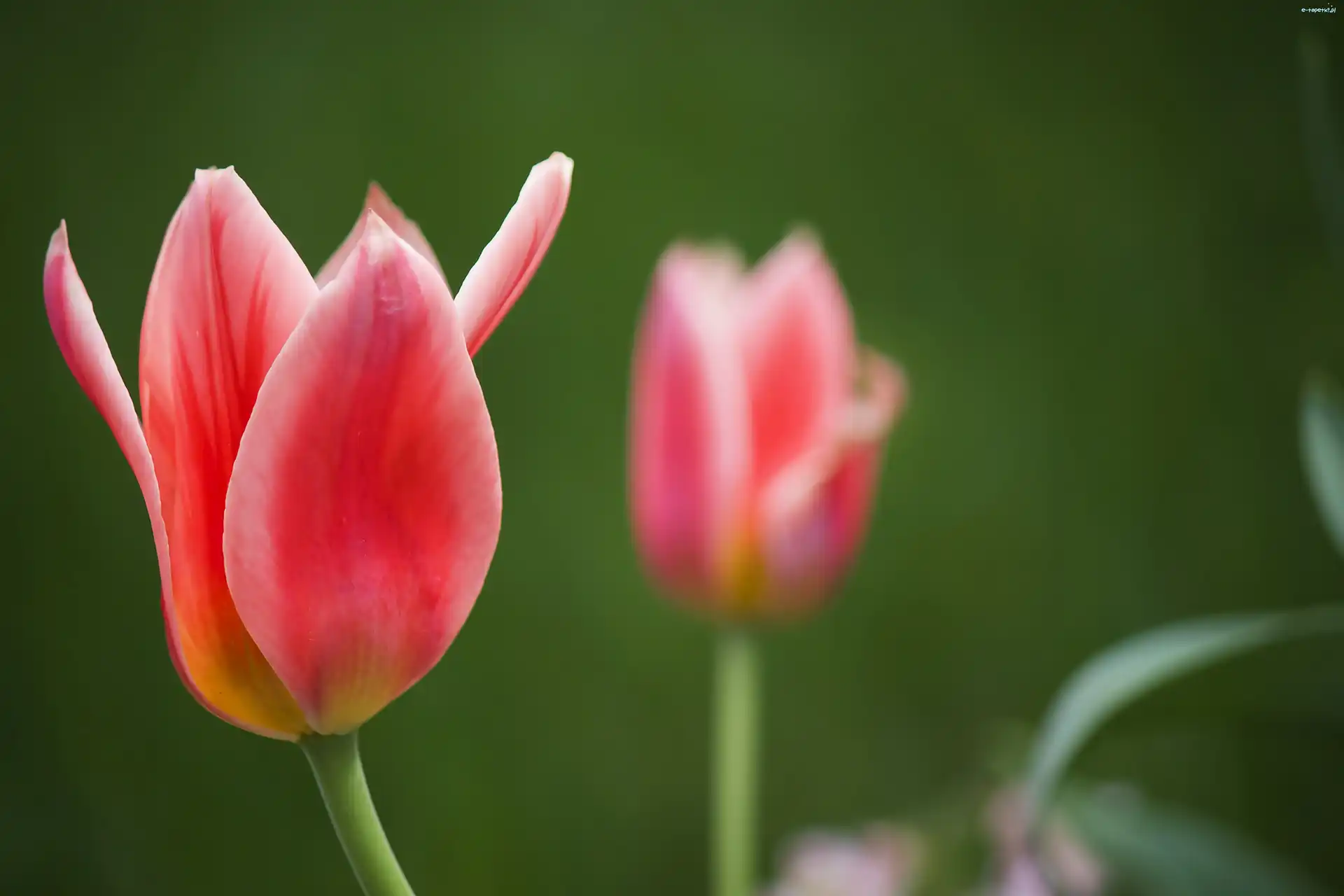 Tulipany, Różowe