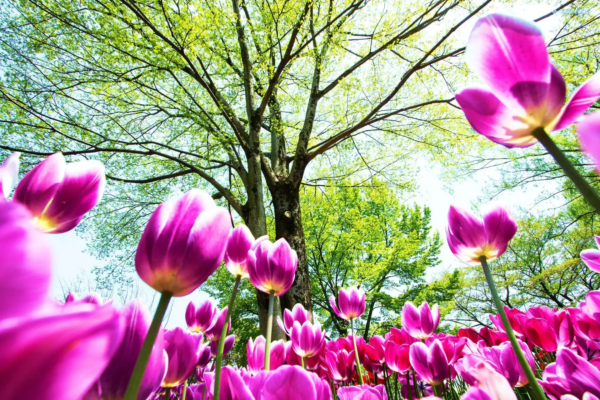 Drzewa, Kwiaty, Tulipany