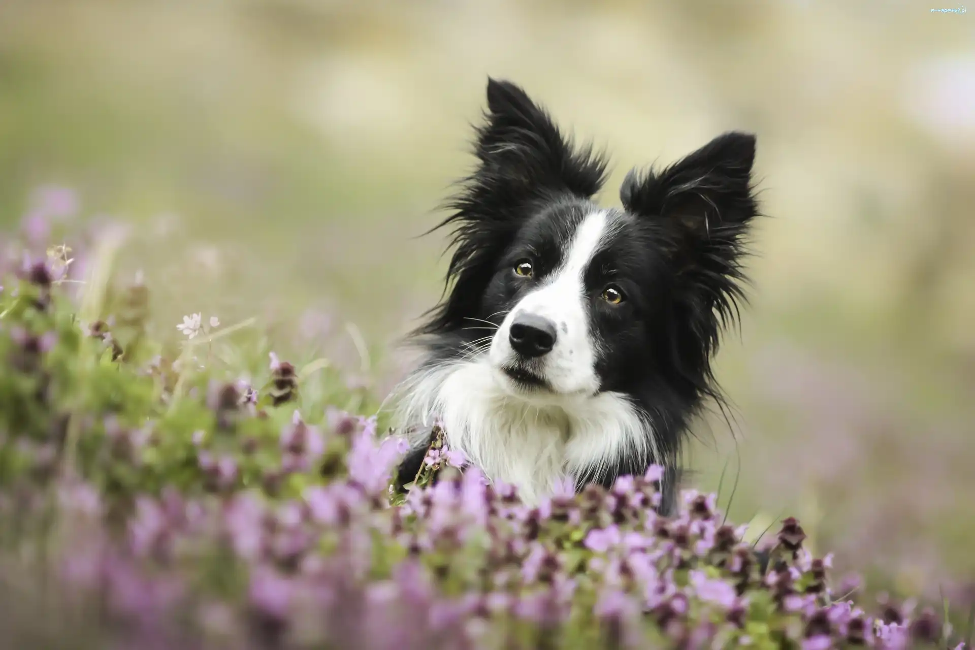 Łąka, Border Collie, Pies