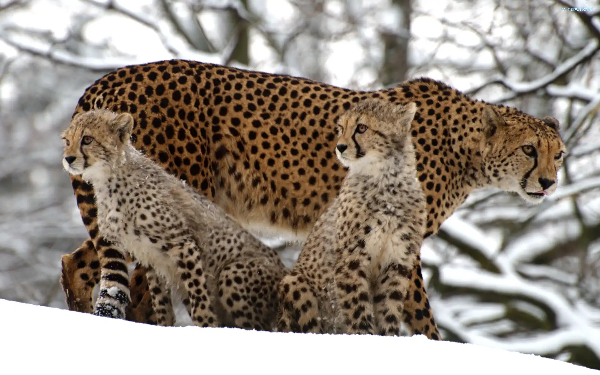 Gepard