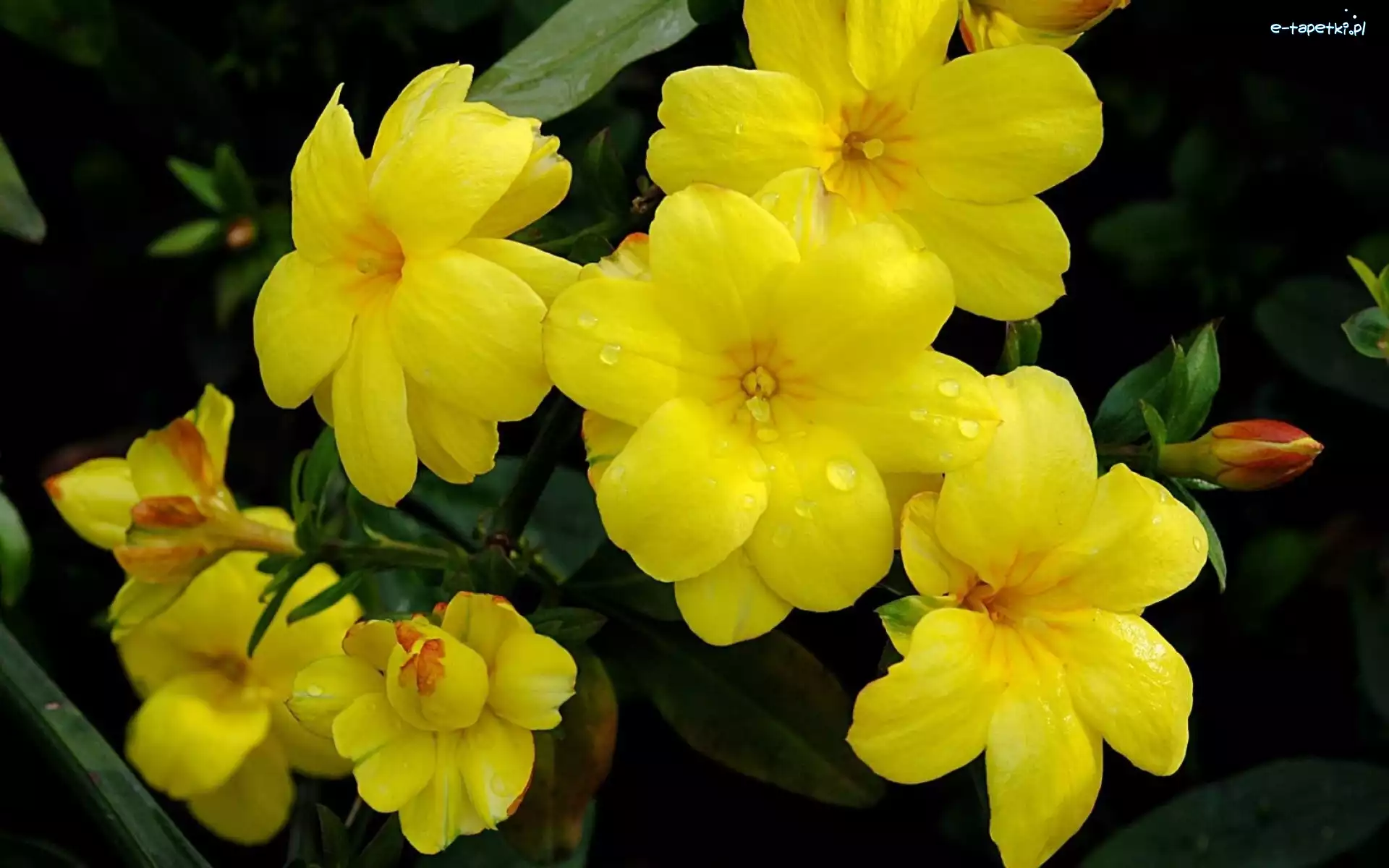 Gałązka, Kwiaty, Żółte, Pąki, Alamanda