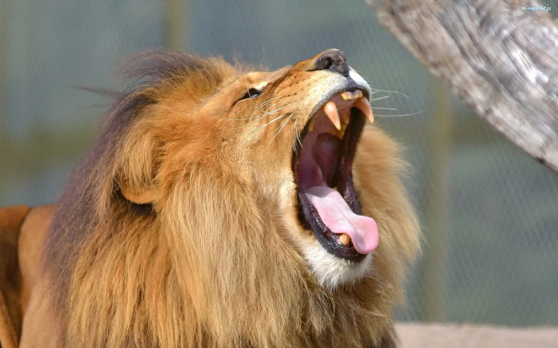 Lew, Kot, Dziki, Zoo, Zwierze