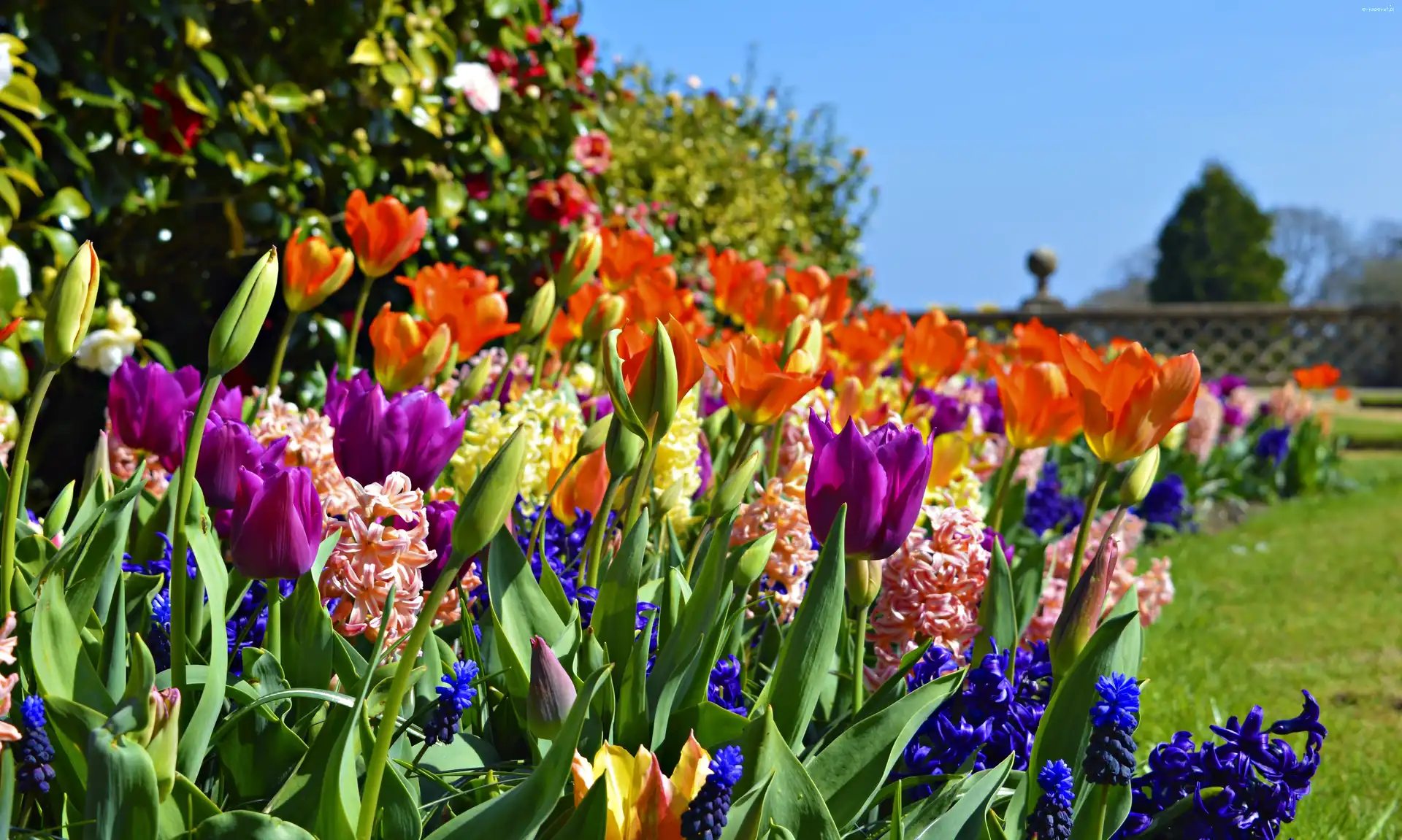 Tulipany, Kwiaty, Hiacynty, Wiosna, Ogród