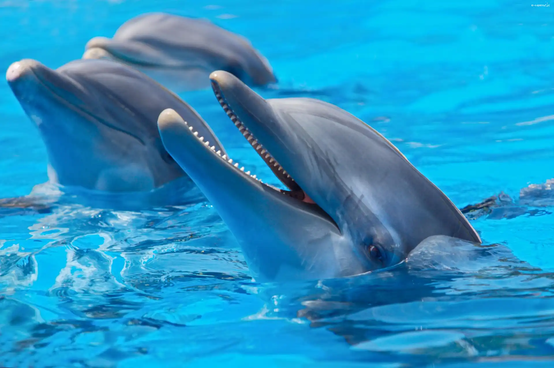 Wodzie, W, Delfiny