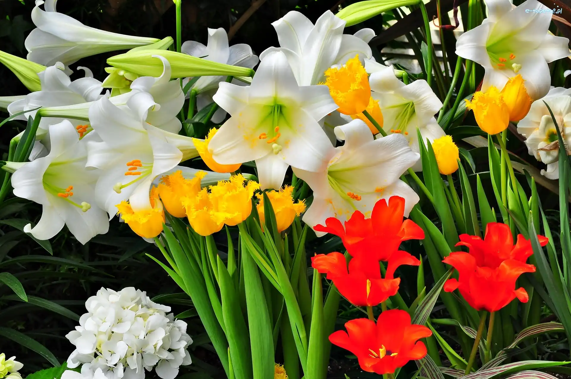 Lilie, Hortensja, Tulipany, Ogród