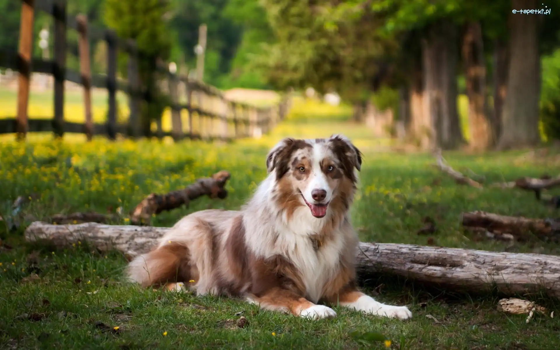 Owczarek australijski-australian shepherd