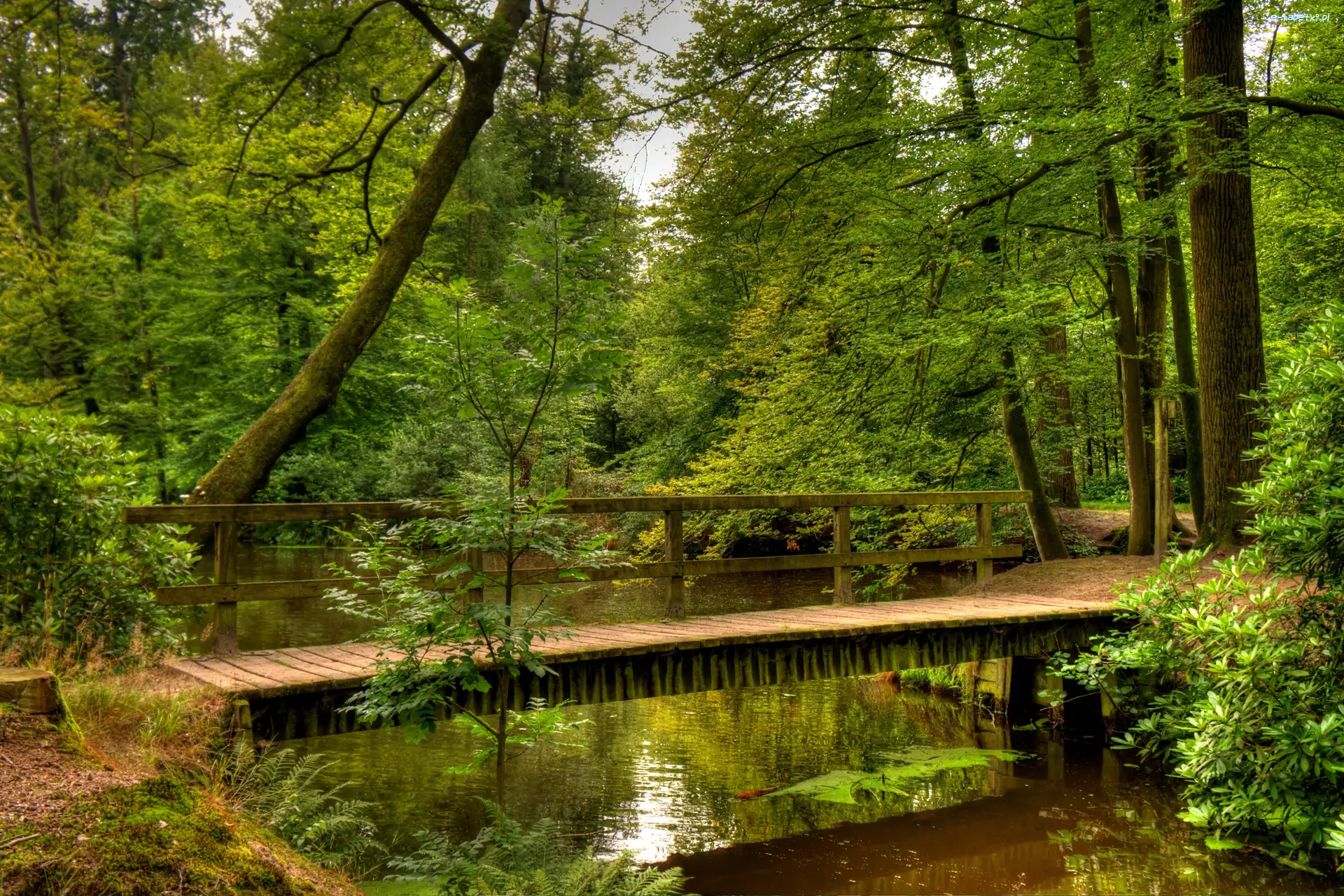 Most, Park
