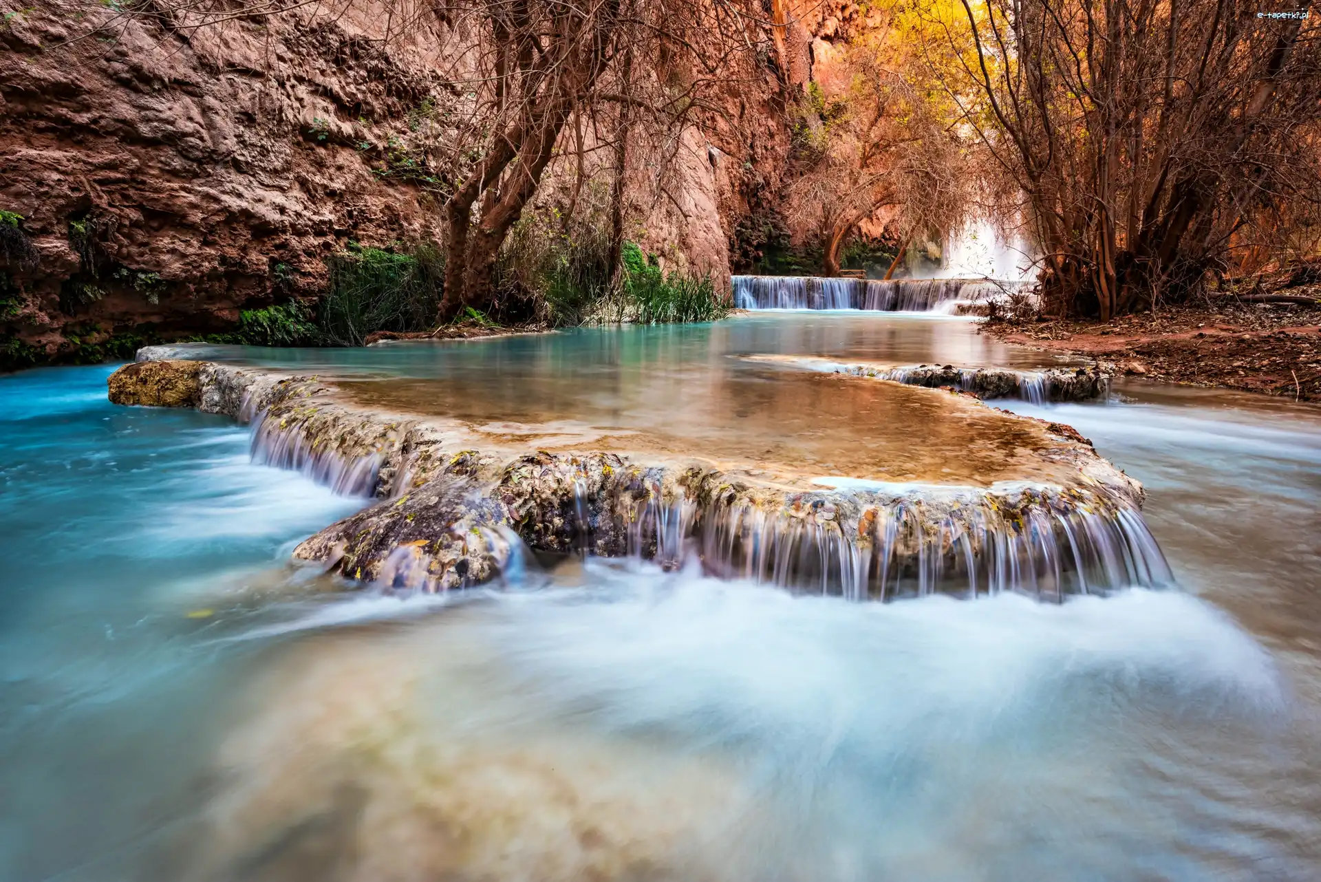 Kanion, Havasu, Wodospad, Arizona, Roślinnność