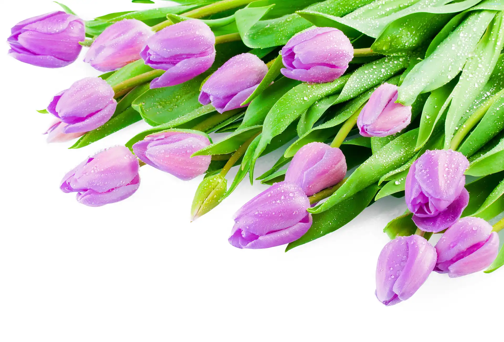 Wody, Krople, Tulipany