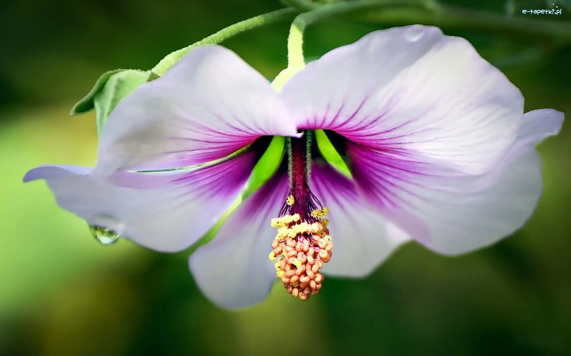 Różowy, Hibiskus, Kwiat, Biało