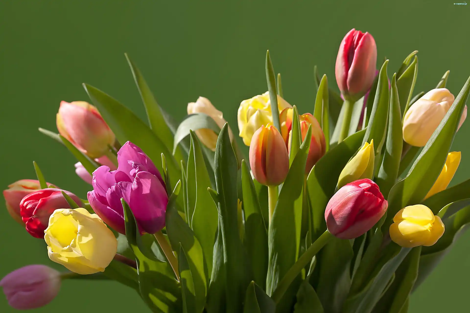Tulipanów, Kolorowych, Bukiet